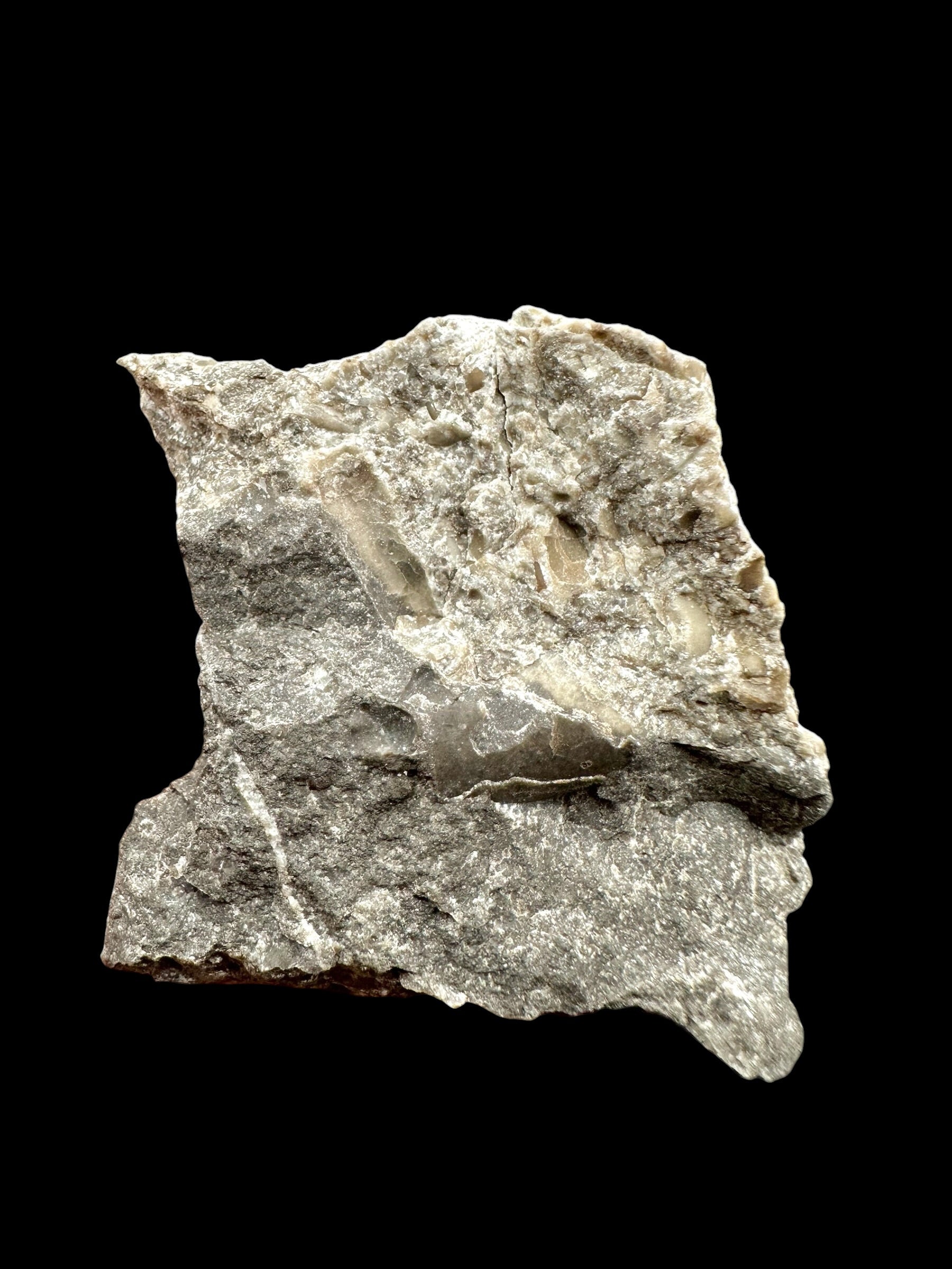 Orthoceras Cephalopod Fossil – Kosov Quarry, Czech Republic - HL02