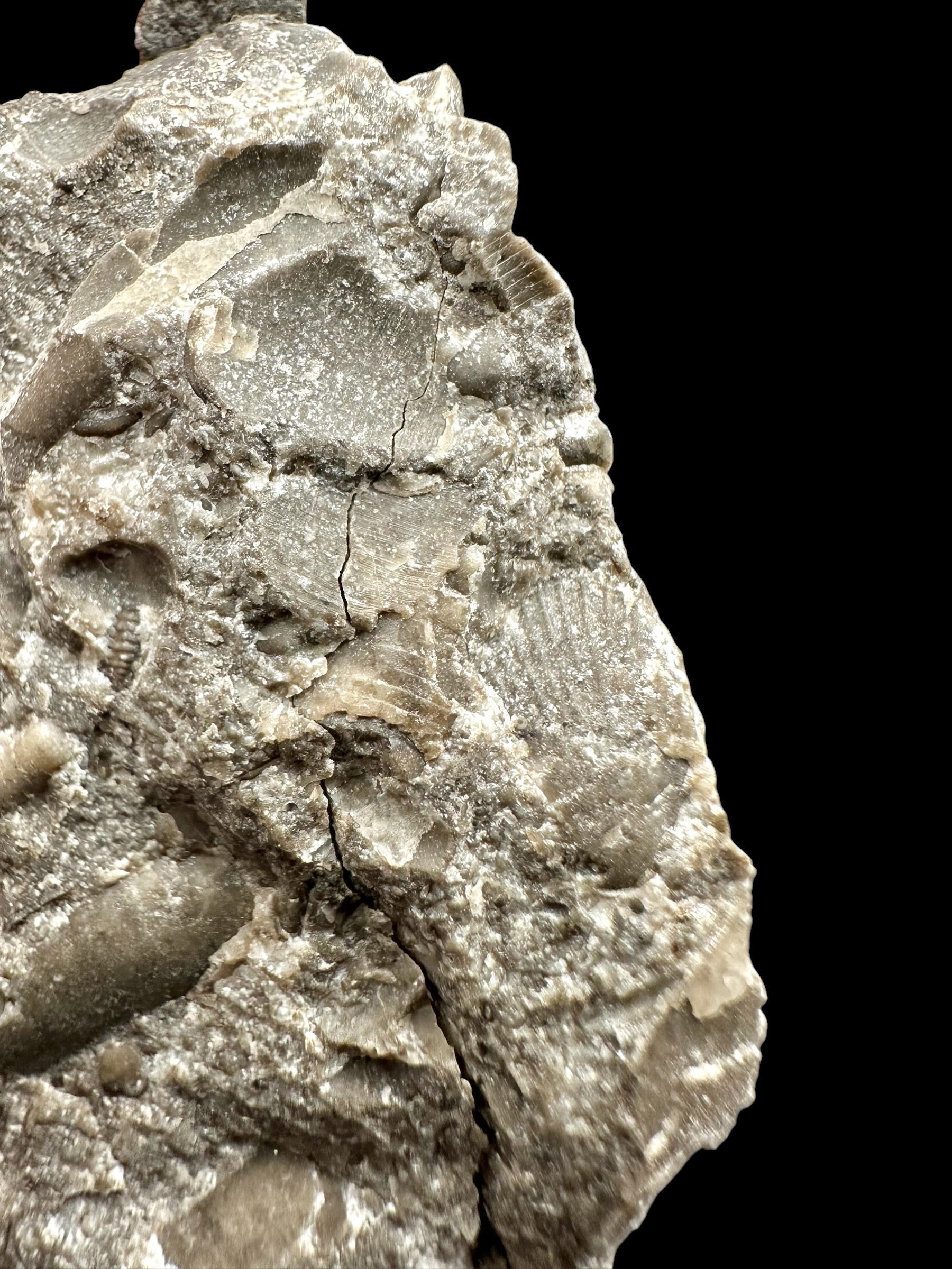 Orthoceras Cephalopod Fossil – Kosov Quarry, Czech Republic - HL02