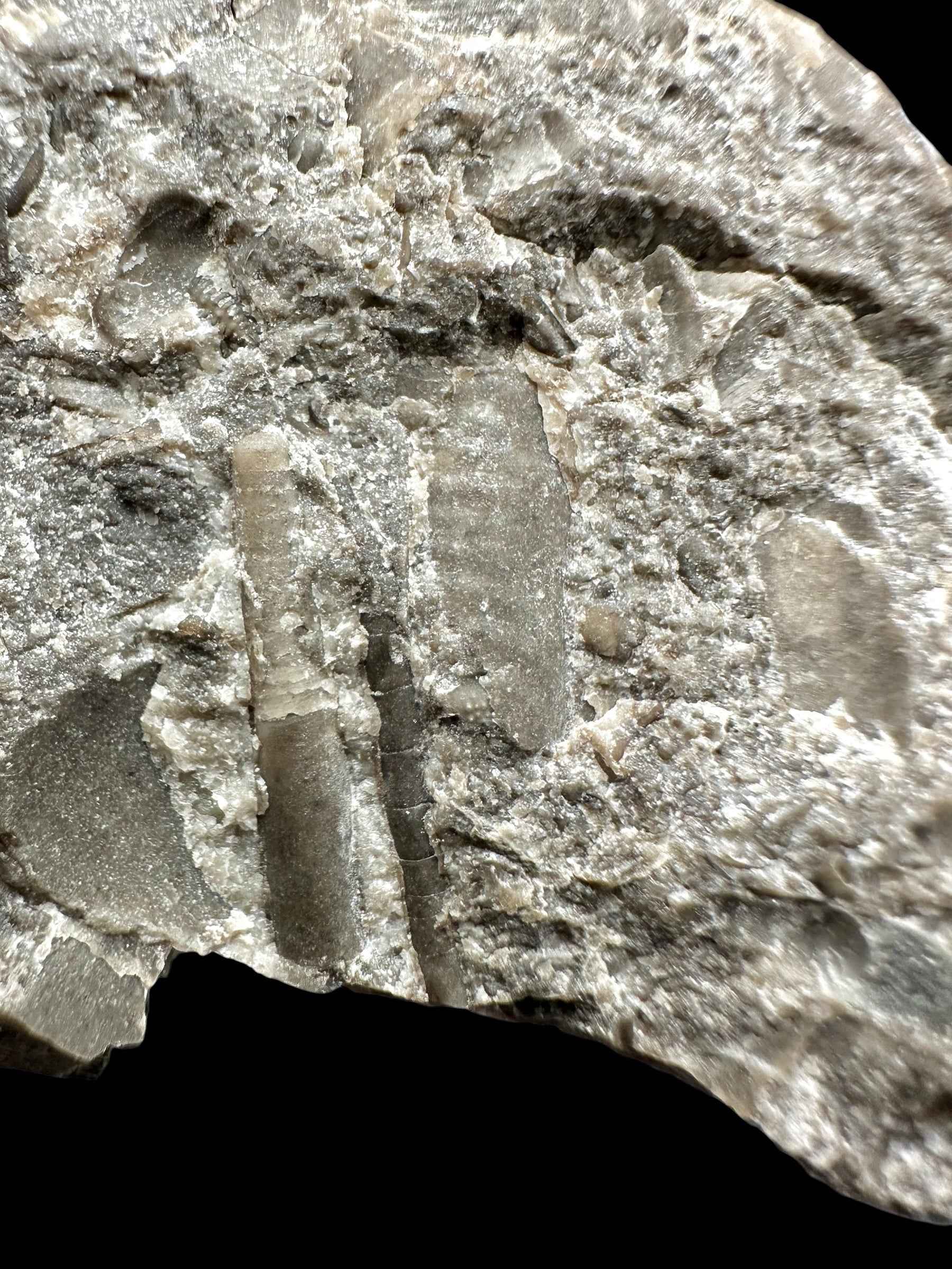 Orthoceras Cephalopod Fossil – Kosov Quarry, Czech Republic - HL02