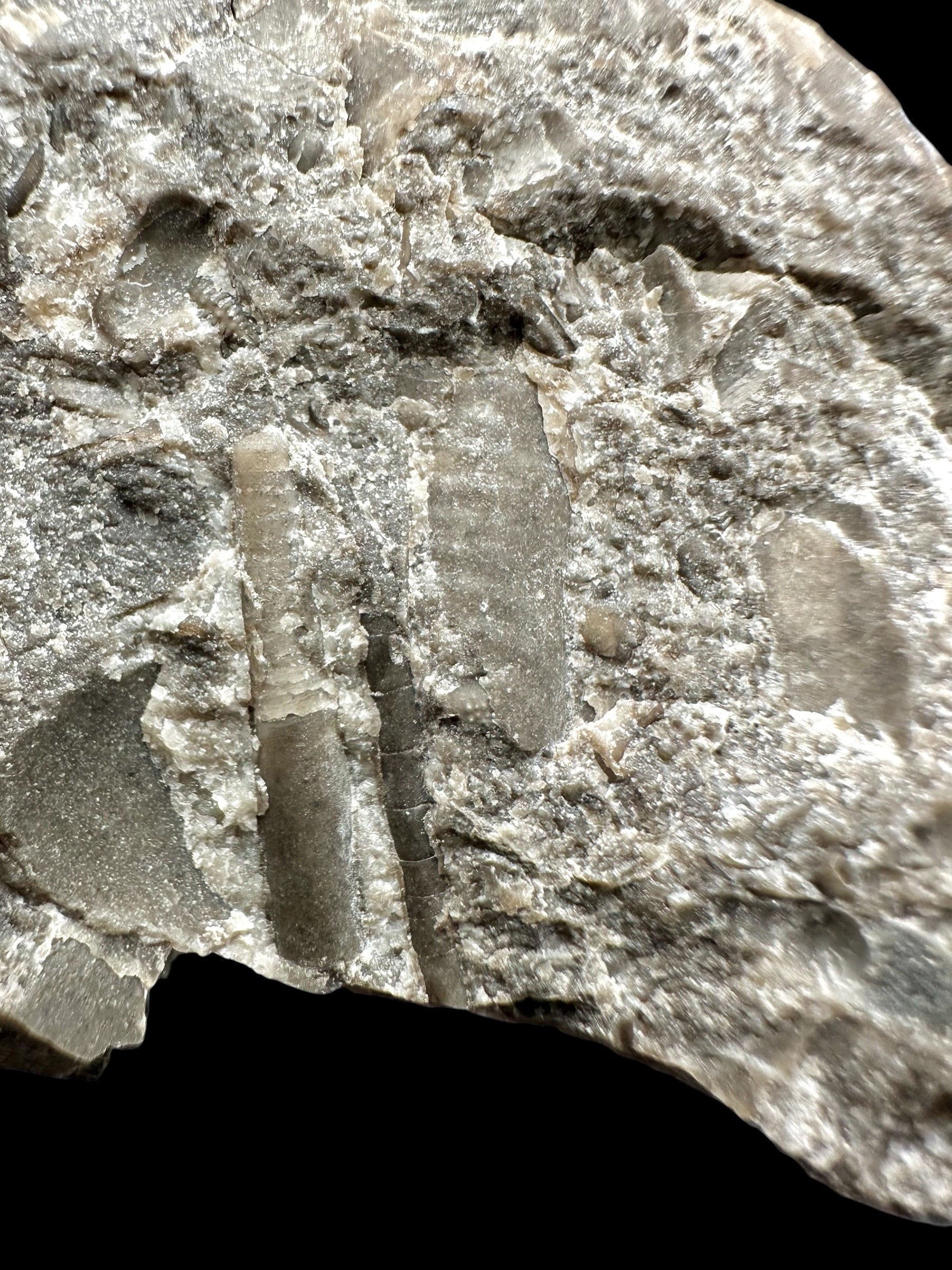 Orthoceras Cephalopod Fossil – Kosov Quarry, Czech Republic - HL02