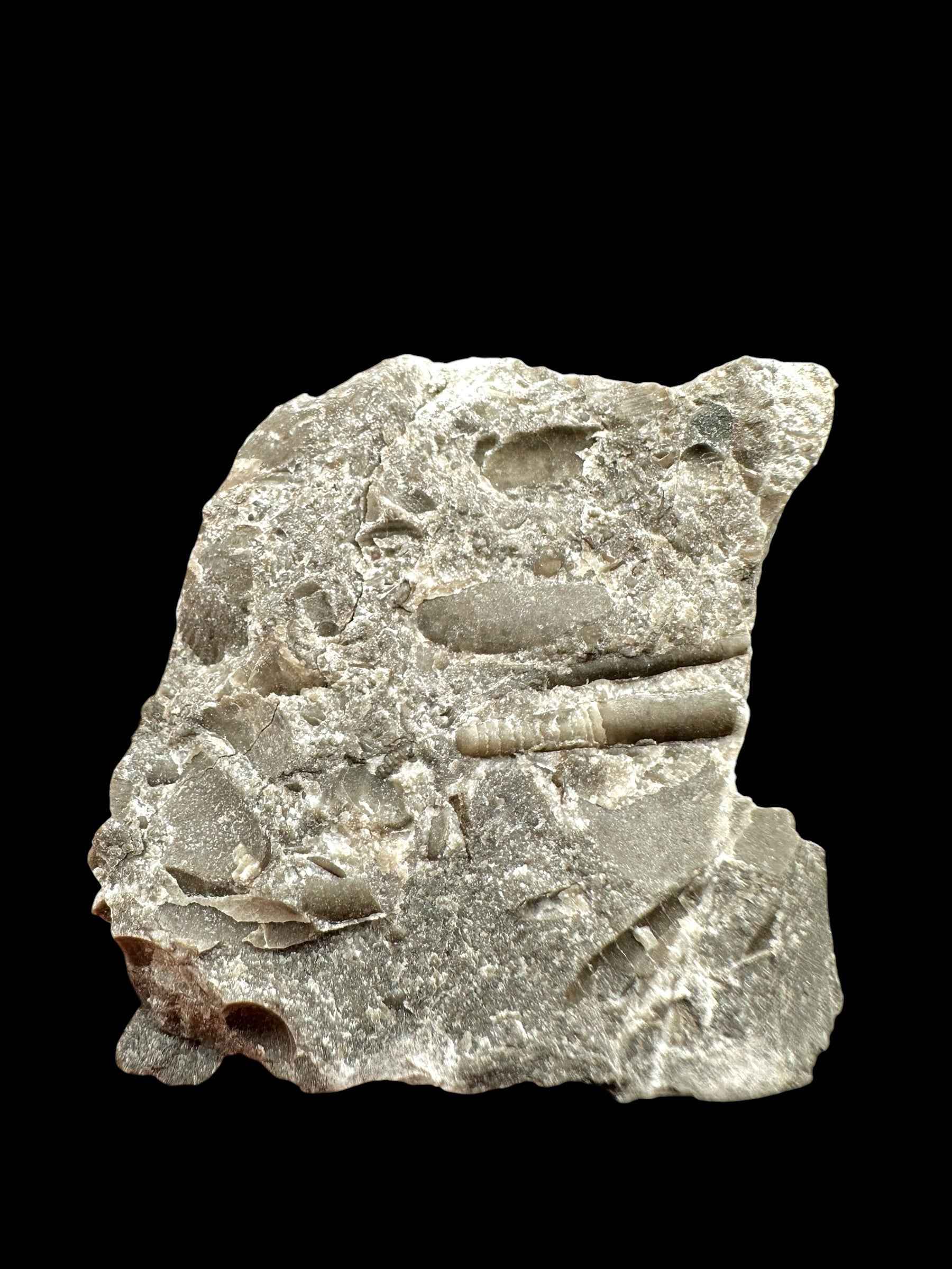 Orthoceras Cephalopod Fossil – Kosov Quarry, Czech Republic - HL02