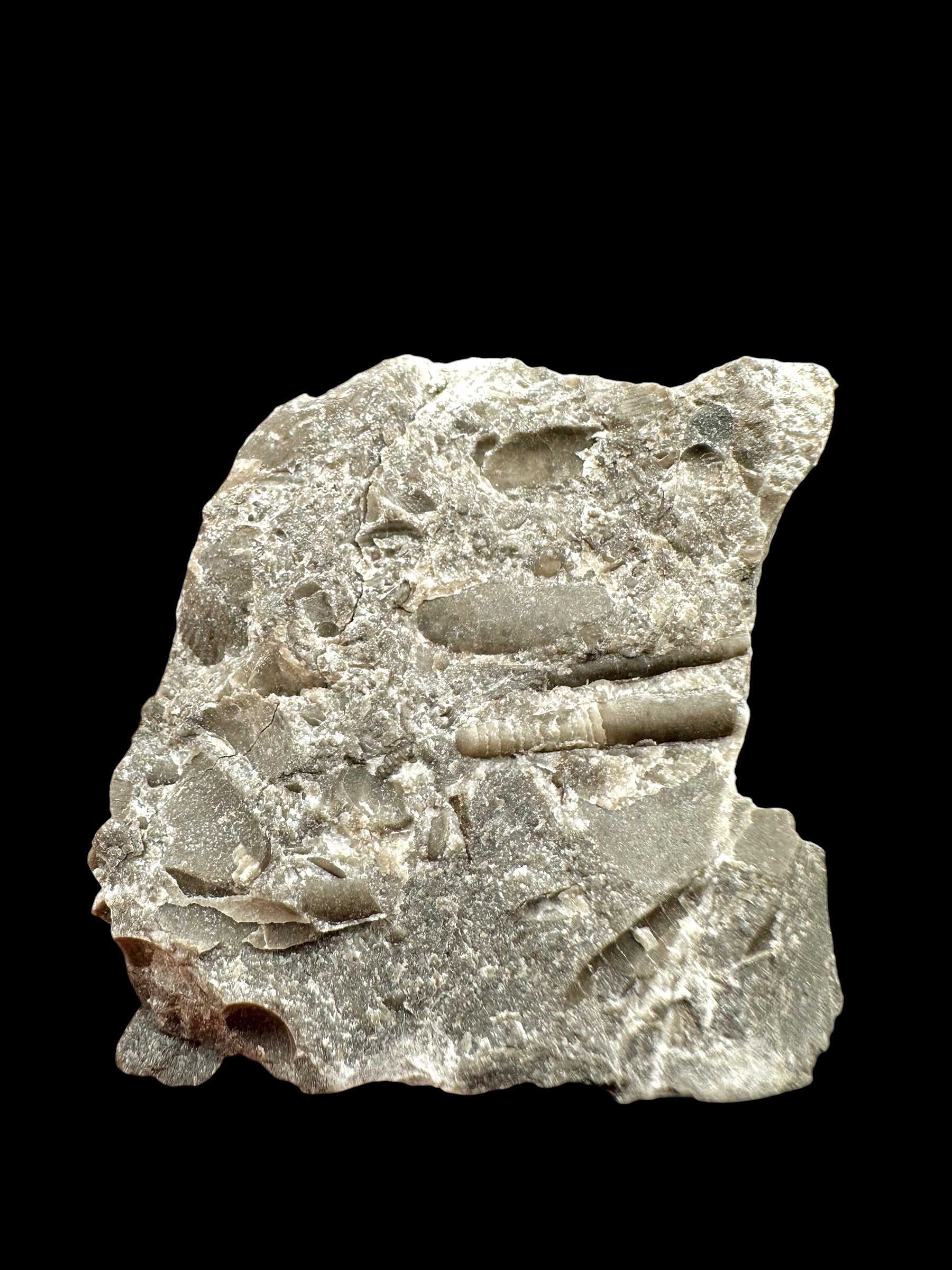 Orthoceras Cephalopod Fossil – Kosov Quarry, Czech Republic