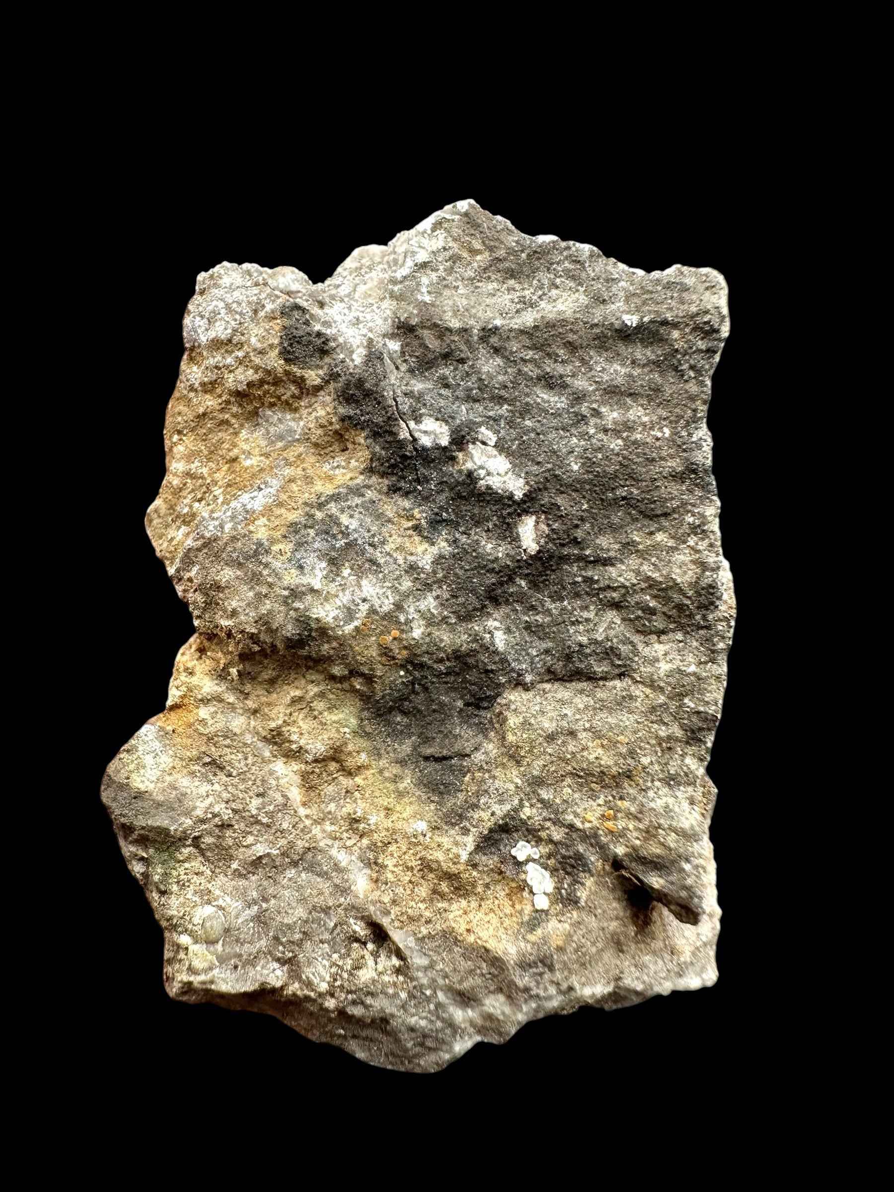 Orthoceras Cephalopod Fossil – Kosov Quarry, Czech Republic - HL03