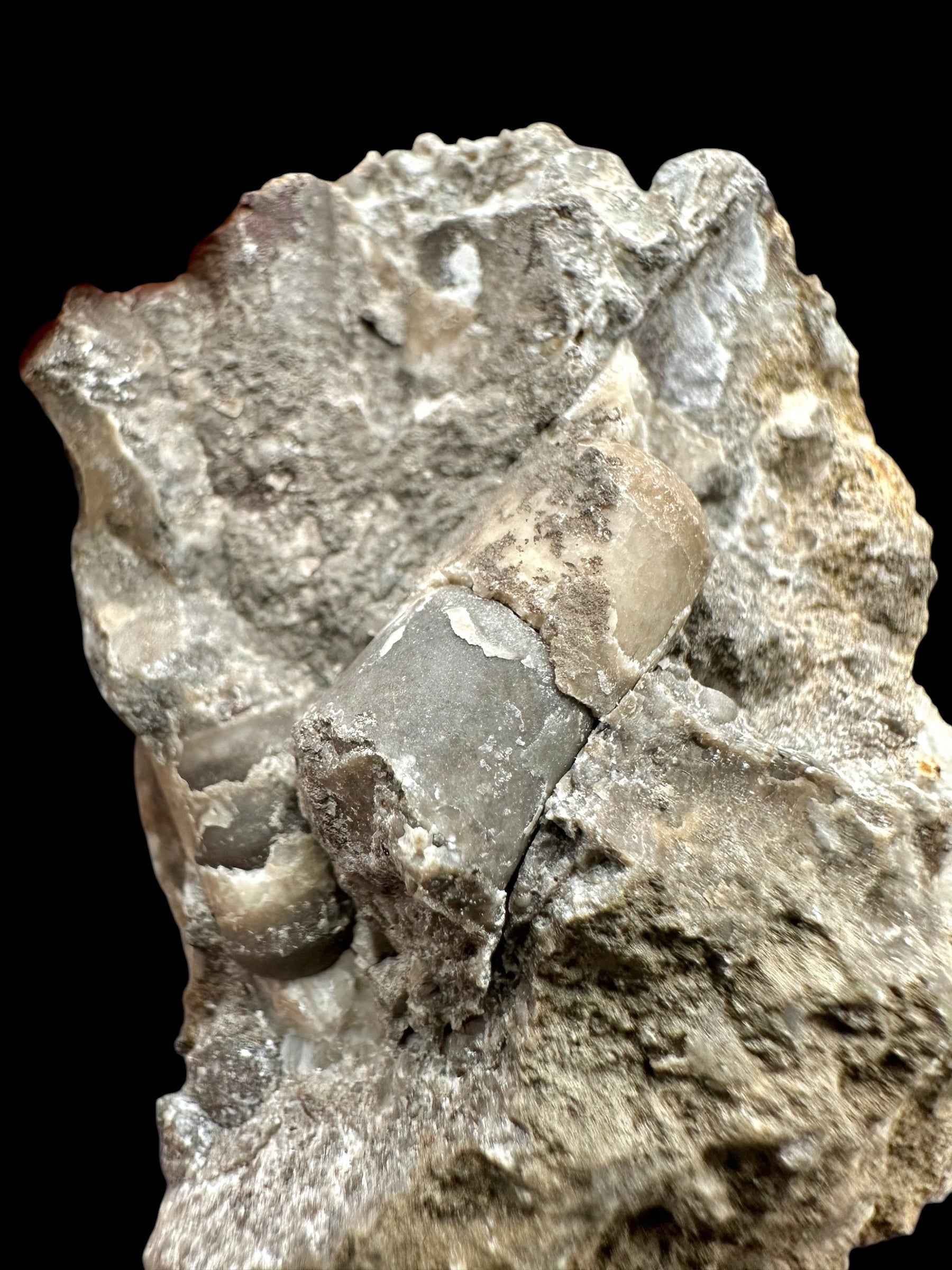 Orthoceras Cephalopod Fossil – Kosov Quarry, Czech Republic - HL03