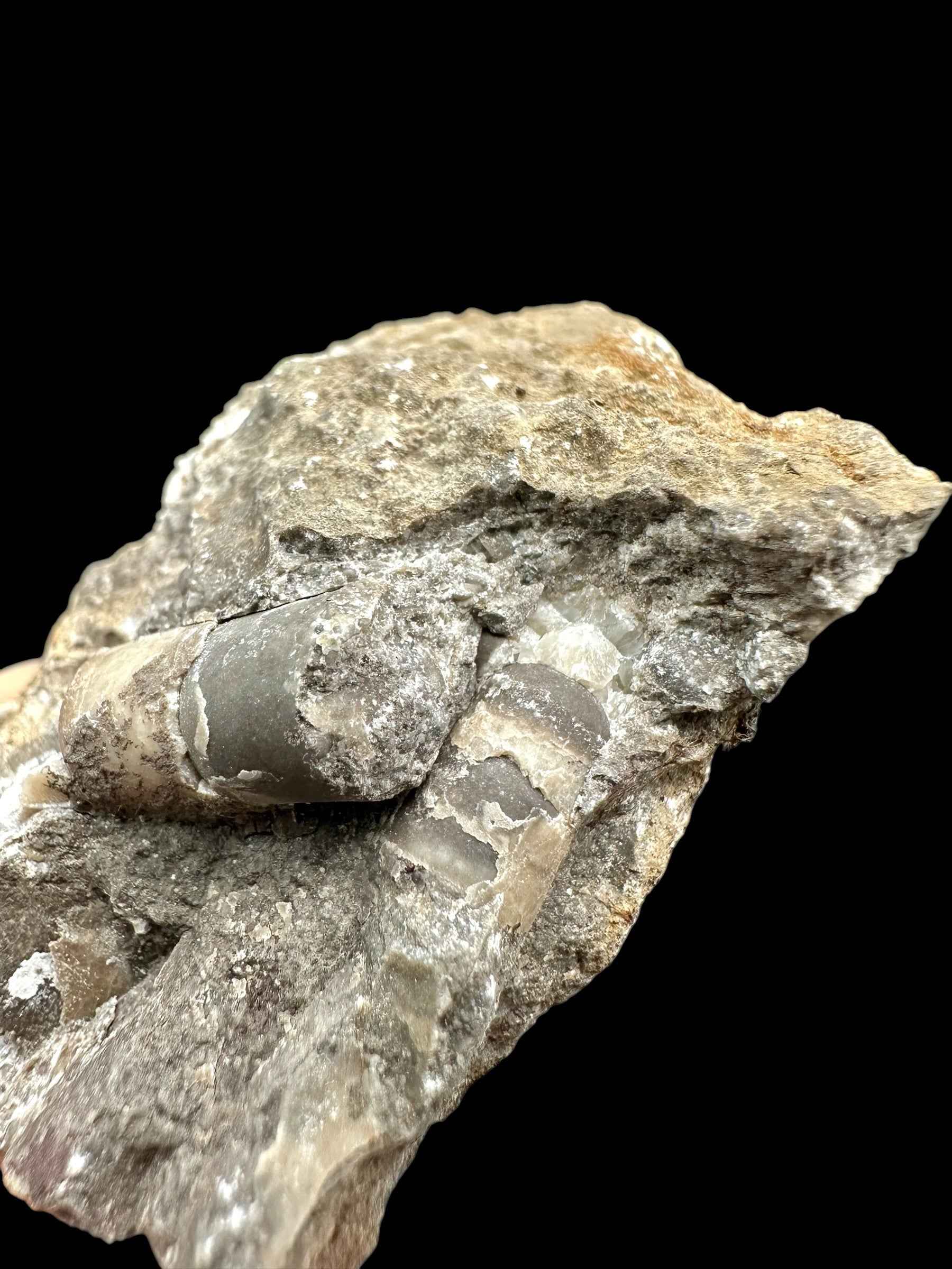 Orthoceras Cephalopod Fossil – Kosov Quarry, Czech Republic - HL03