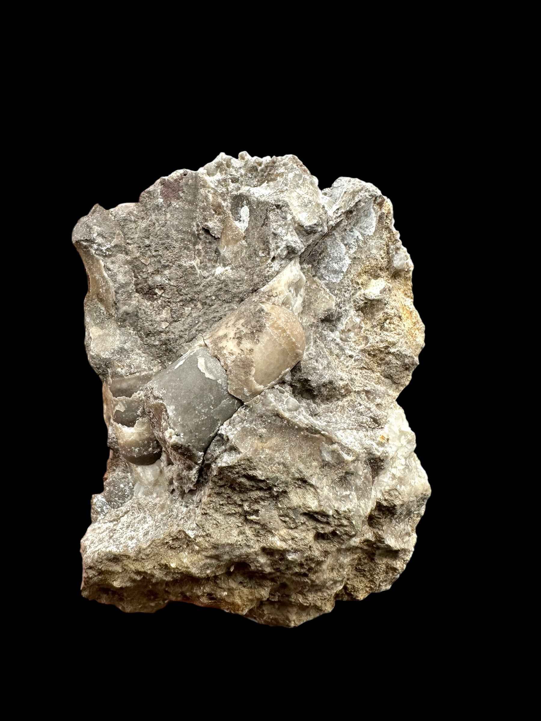 Orthoceras Cephalopod Fossil – Kosov Quarry, Czech Republic - HL03