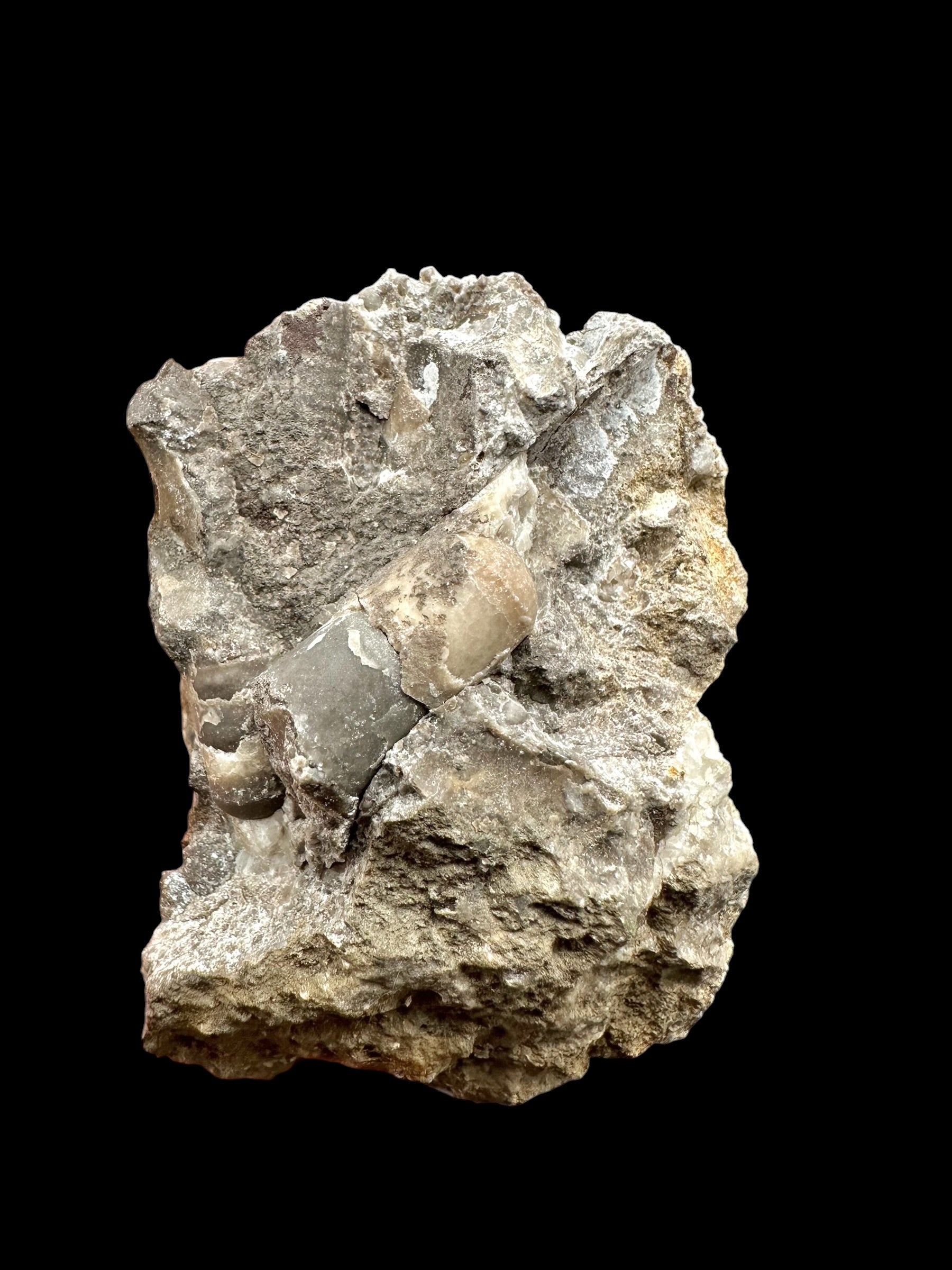 Orthoceras Cephalopod Fossil – Kosov Quarry, Czech Republic