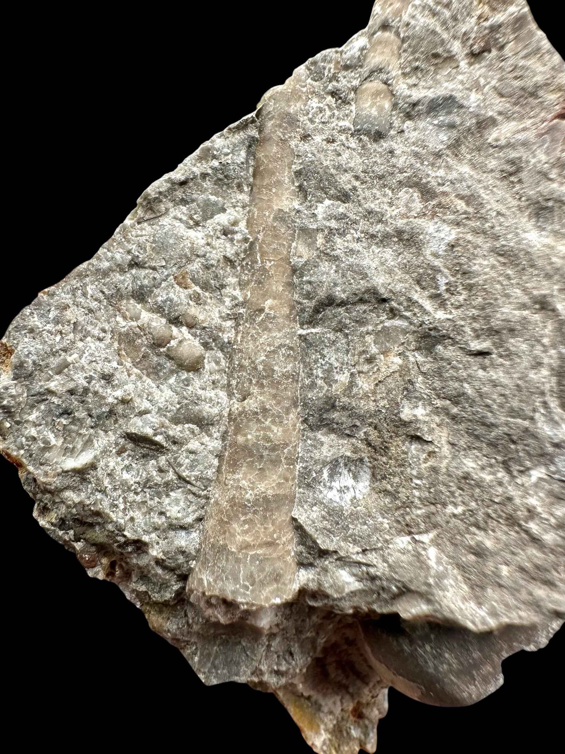 Orthoceras Cephalopod Fossil – Kosov Quarry, Czech Republic - HL04