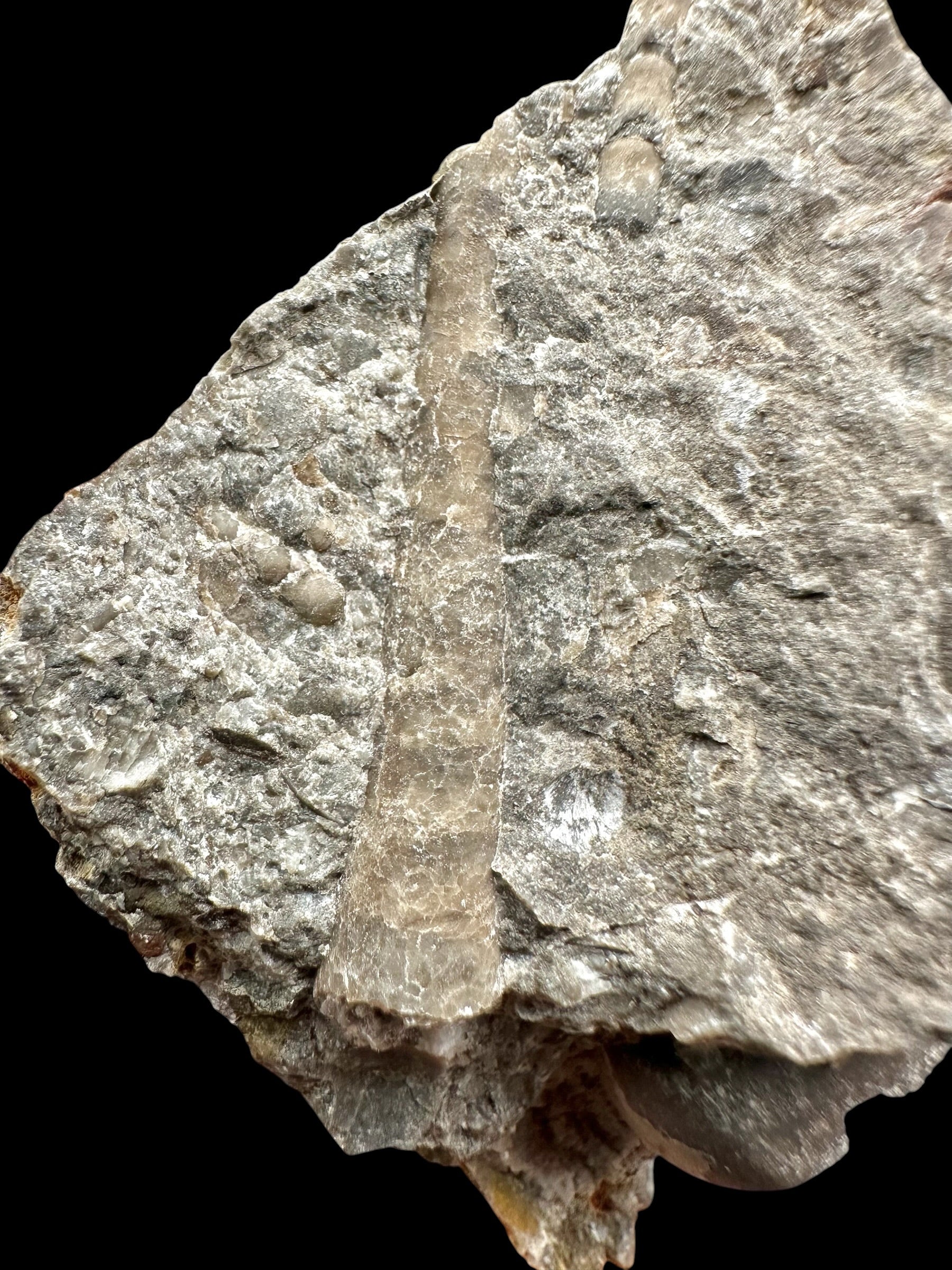 Orthoceras Cephalopod Fossil – Kosov Quarry, Czech Republic - HL04