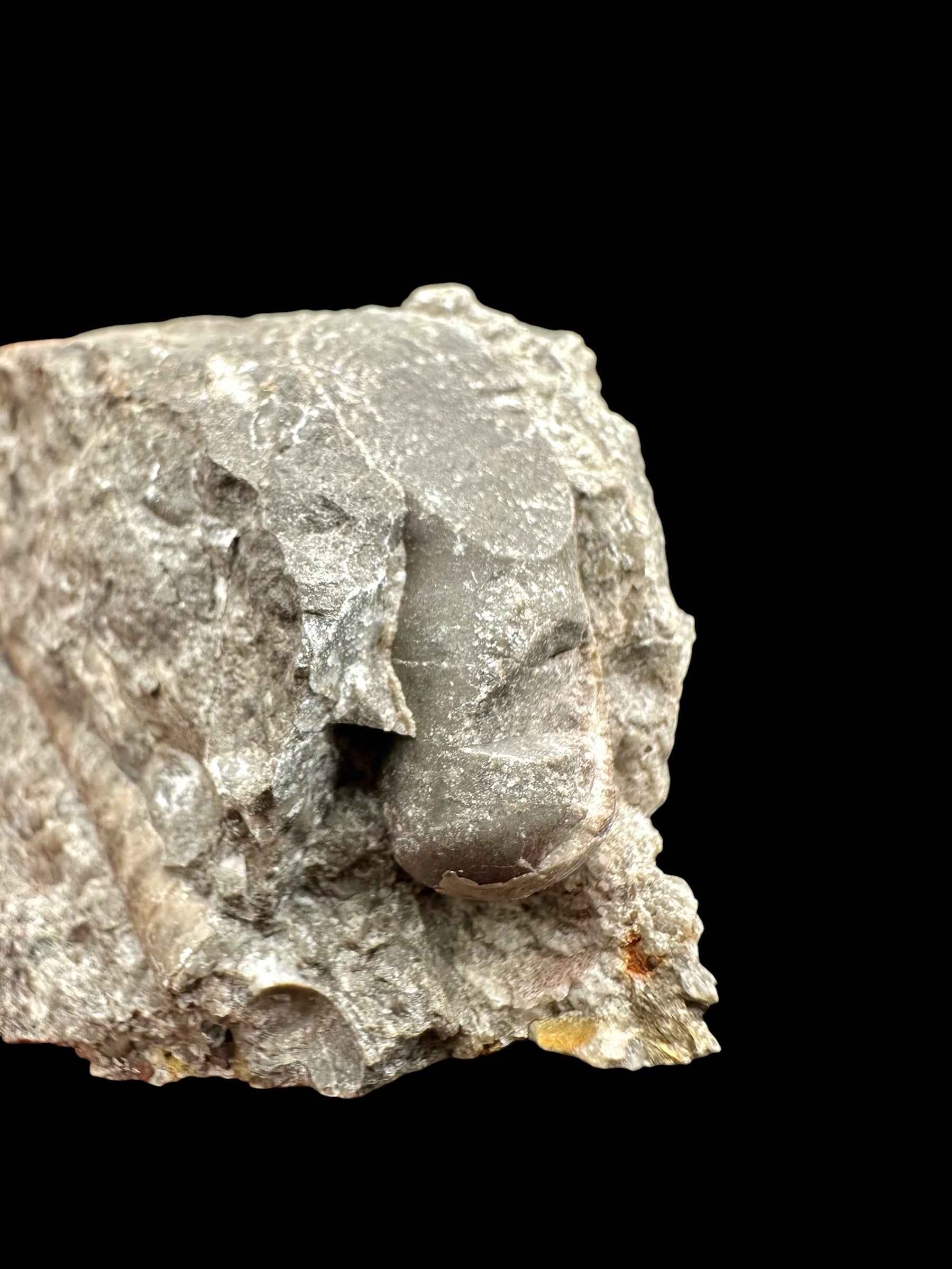 Orthoceras Cephalopod Fossil – Kosov Quarry, Czech Republic - HL04