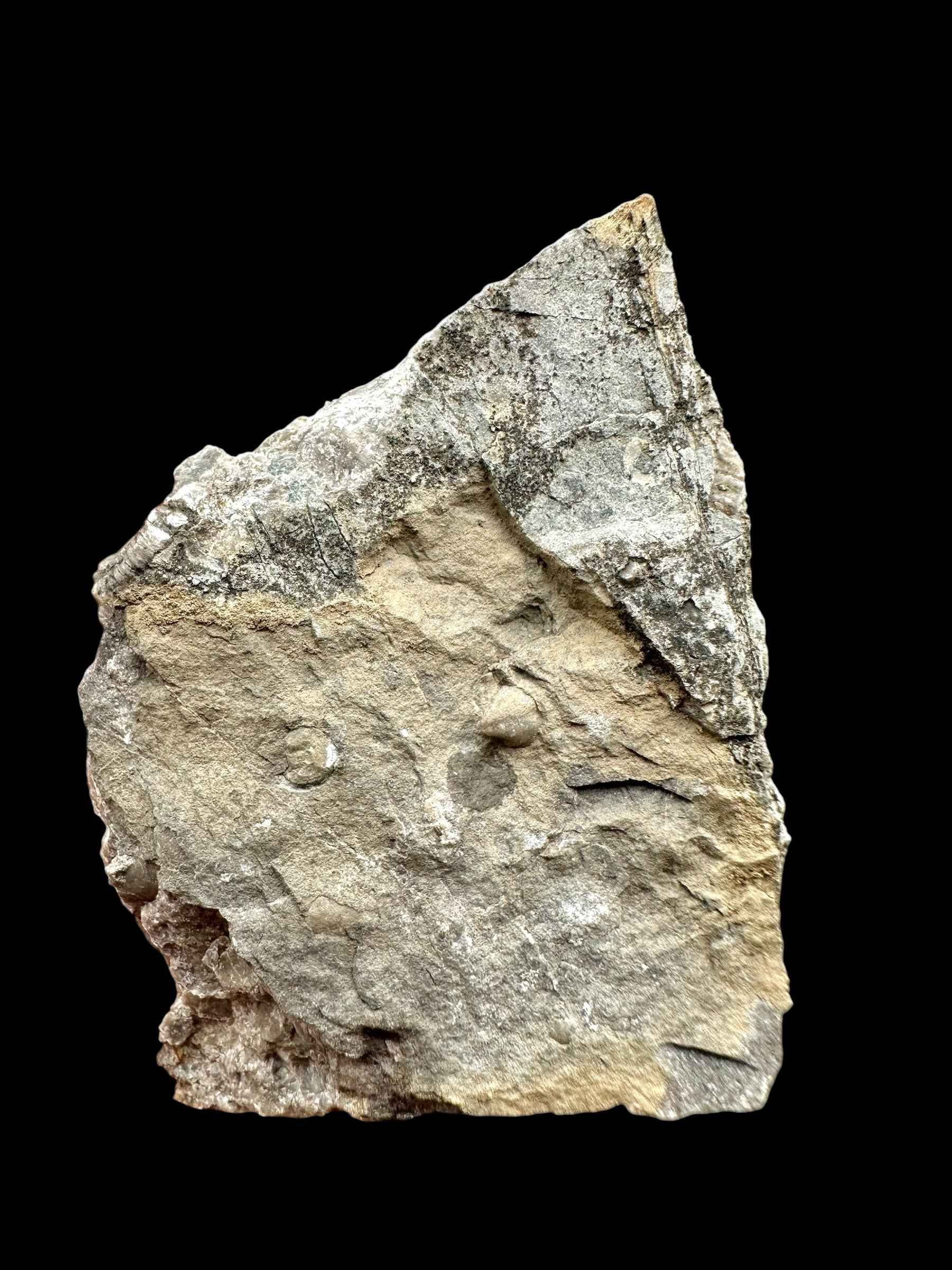 Orthoceras Cephalopod Fossil – Kosov Quarry, Czech Republic - HL04