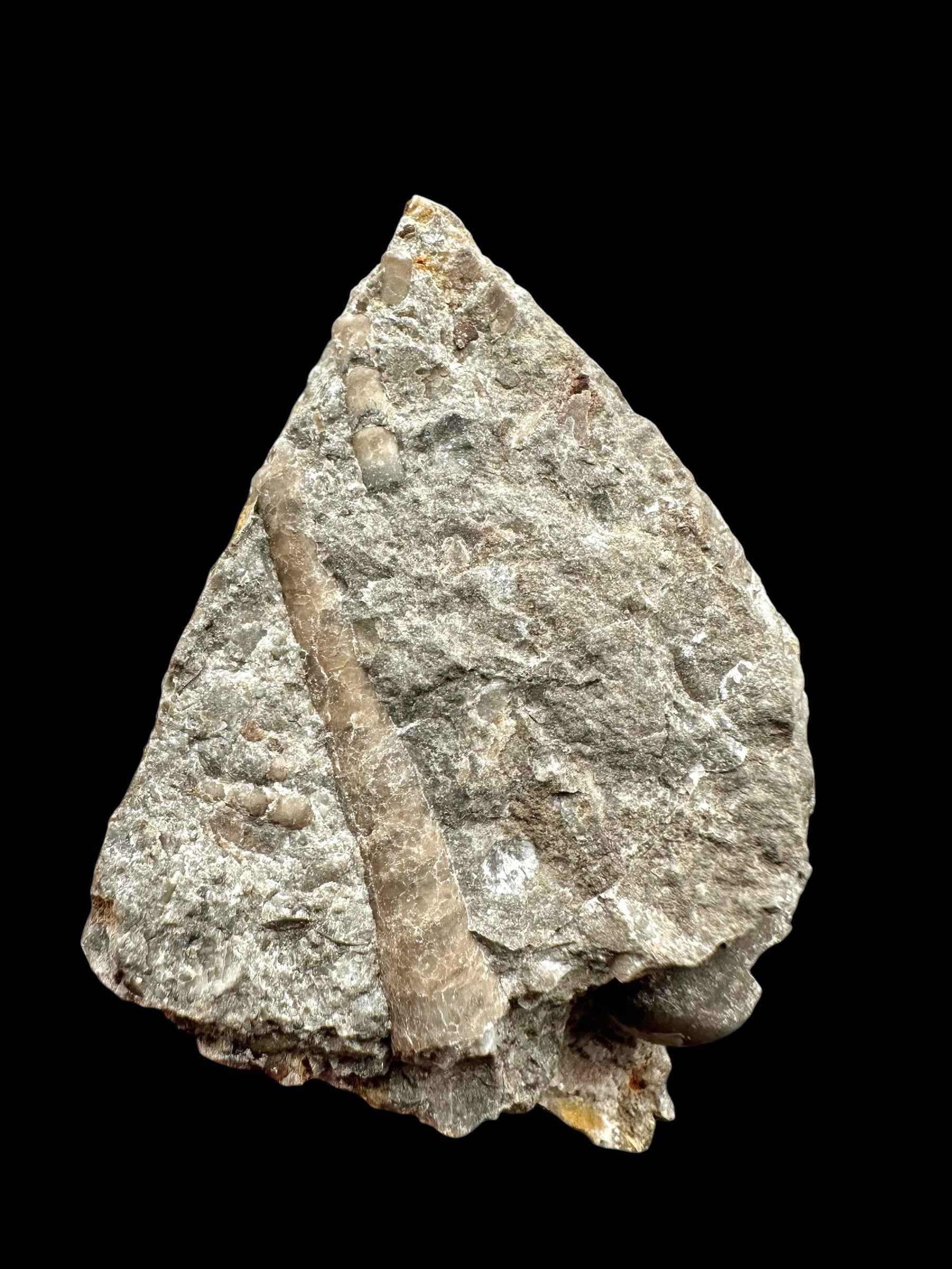 Orthoceras Cephalopod Fossil – Kosov Quarry, Czech Republic - HL04