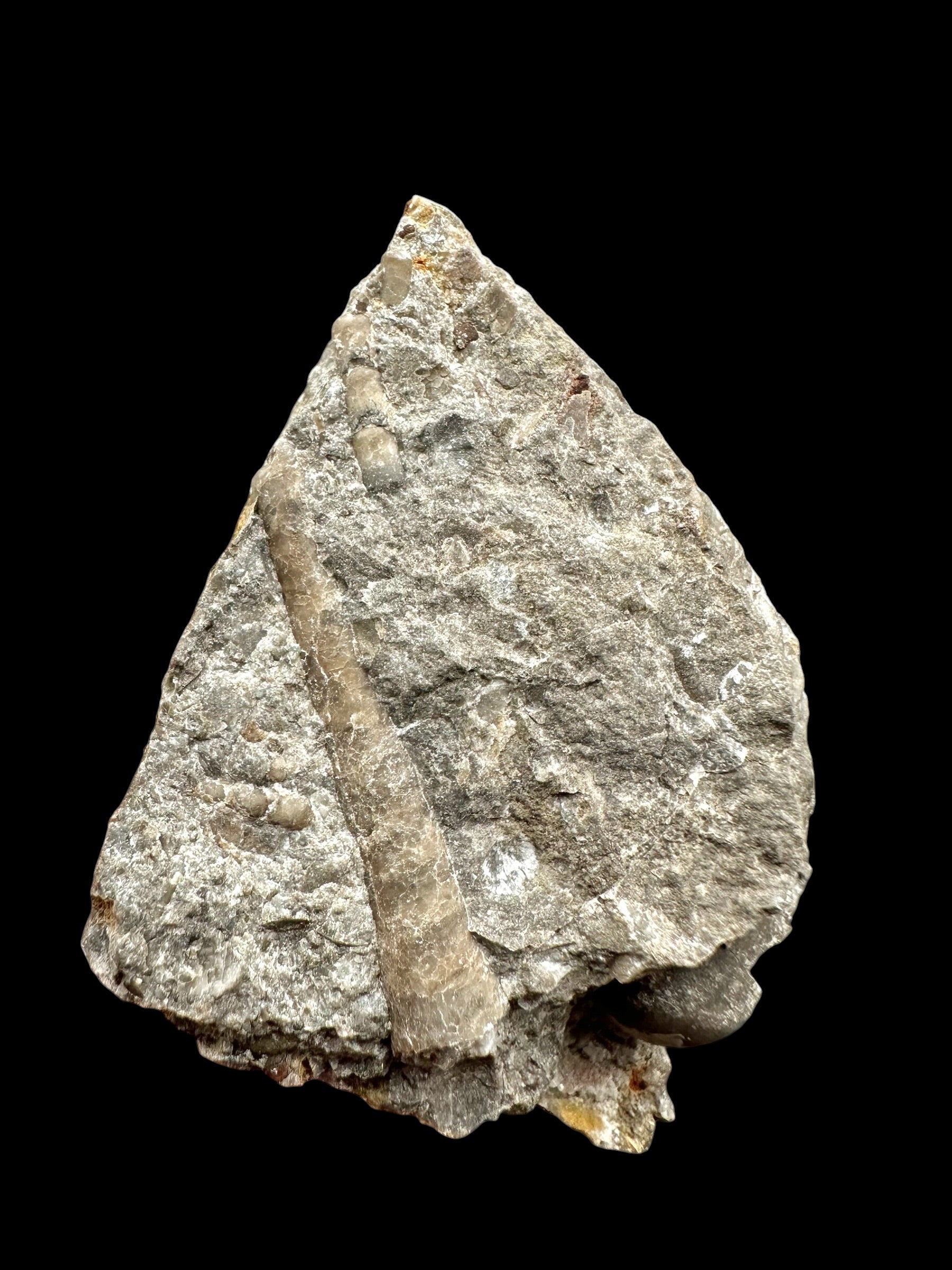 Orthoceras Cephalopod Fossil – Kosov Quarry, Czech Republic