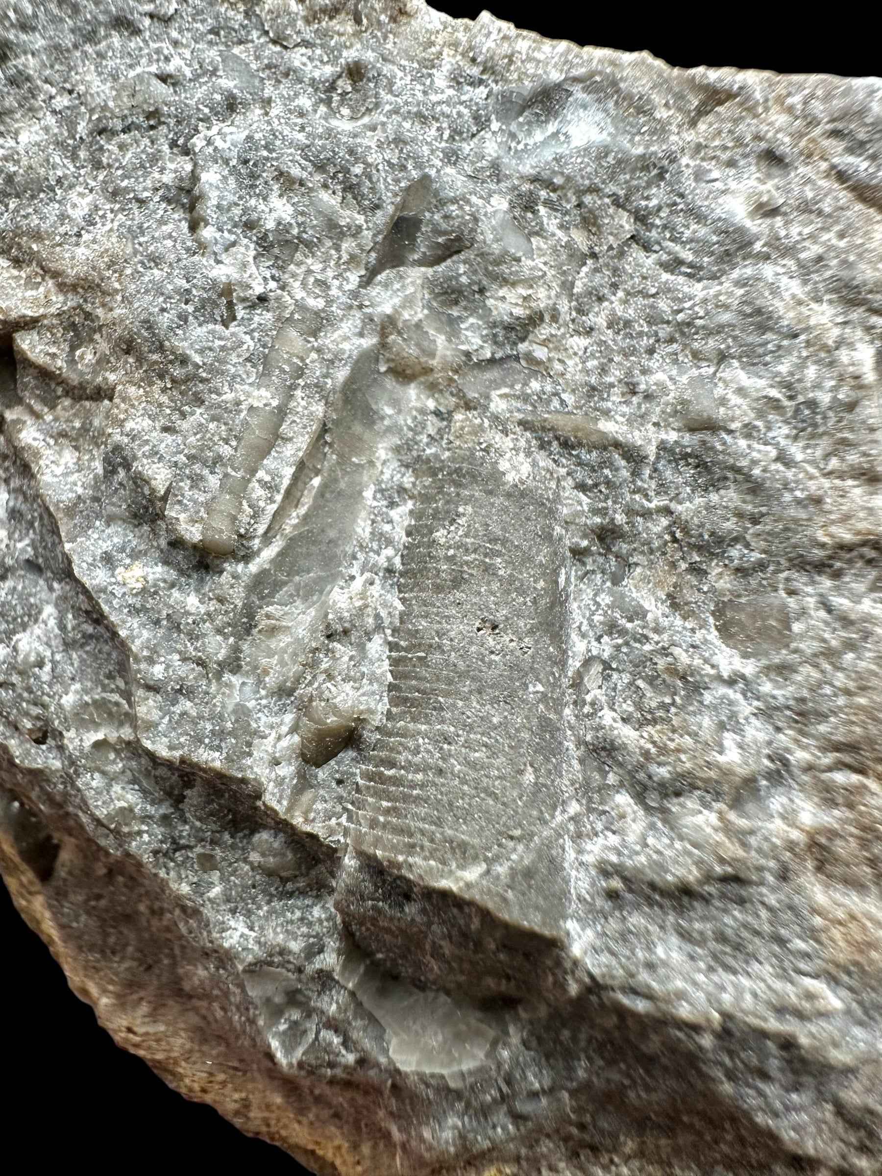 Orthoceras Cephalopod Fossil – Kosov Quarry, Czech Republic - HL05