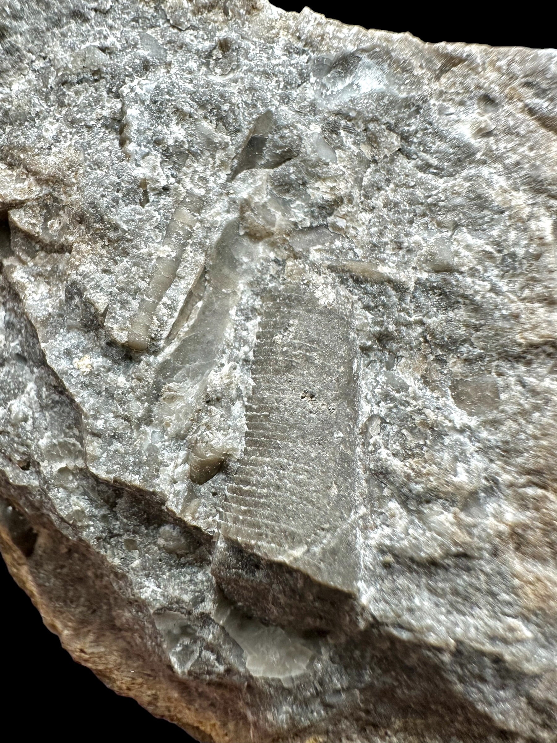 Orthoceras Cephalopod Fossil – Kosov Quarry, Czech Republic - HL05
