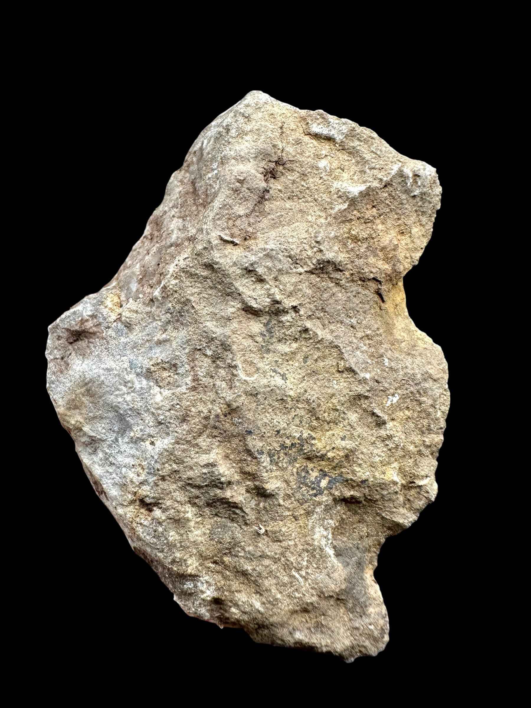 Orthoceras Cephalopod Fossil – Kosov Quarry, Czech Republic - HL05