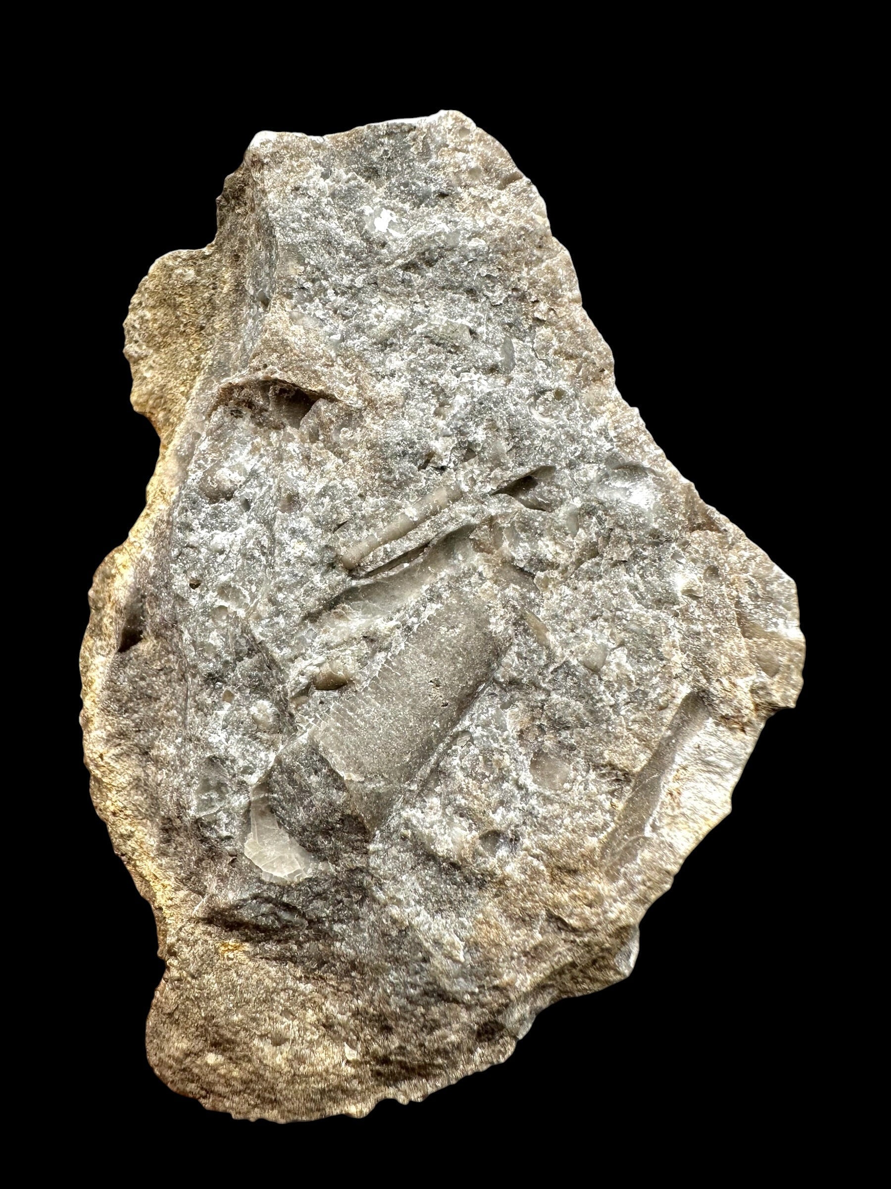Orthoceras Cephalopod Fossil – Kosov Quarry, Czech Republic