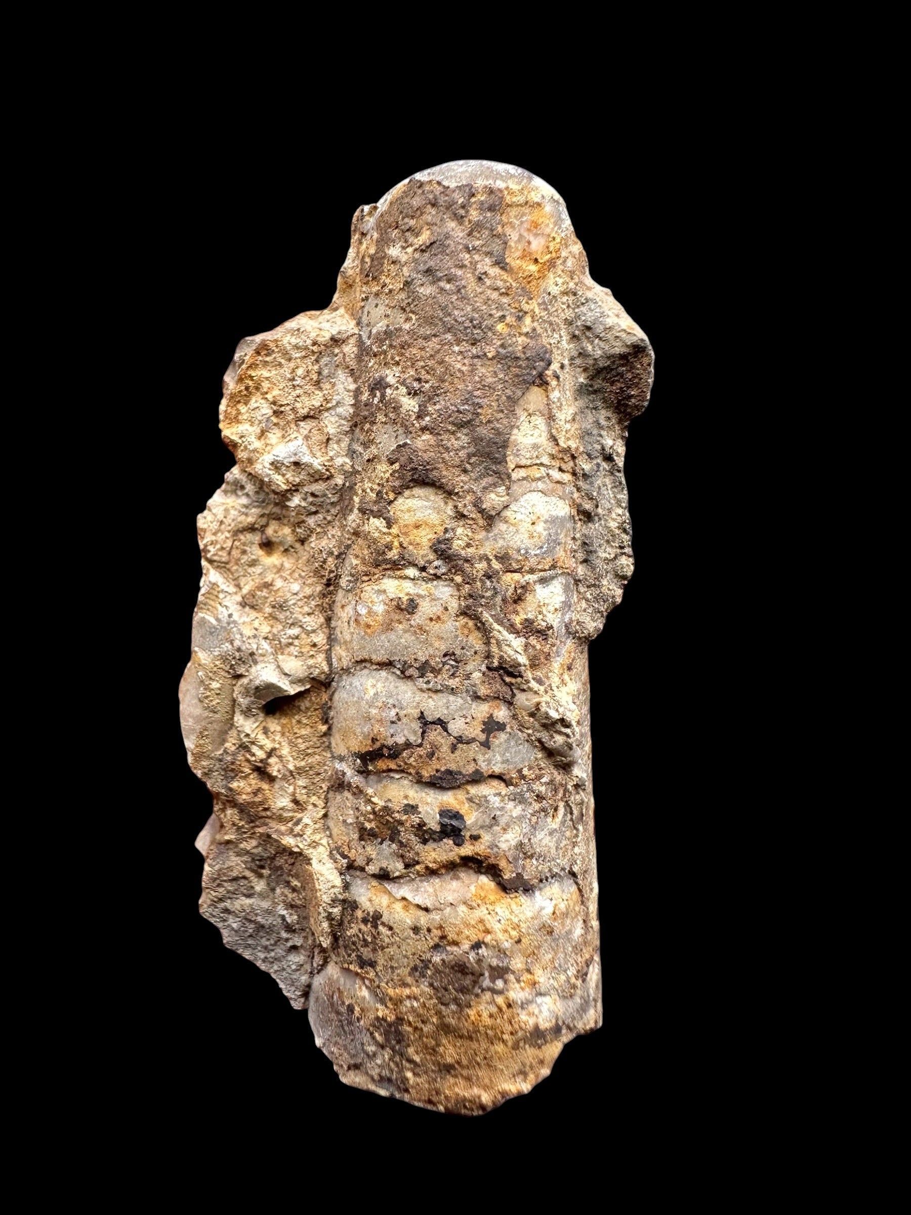 Orthoceras Cephalopod Fossil – Kosov Quarry, Czech Republic - HL06