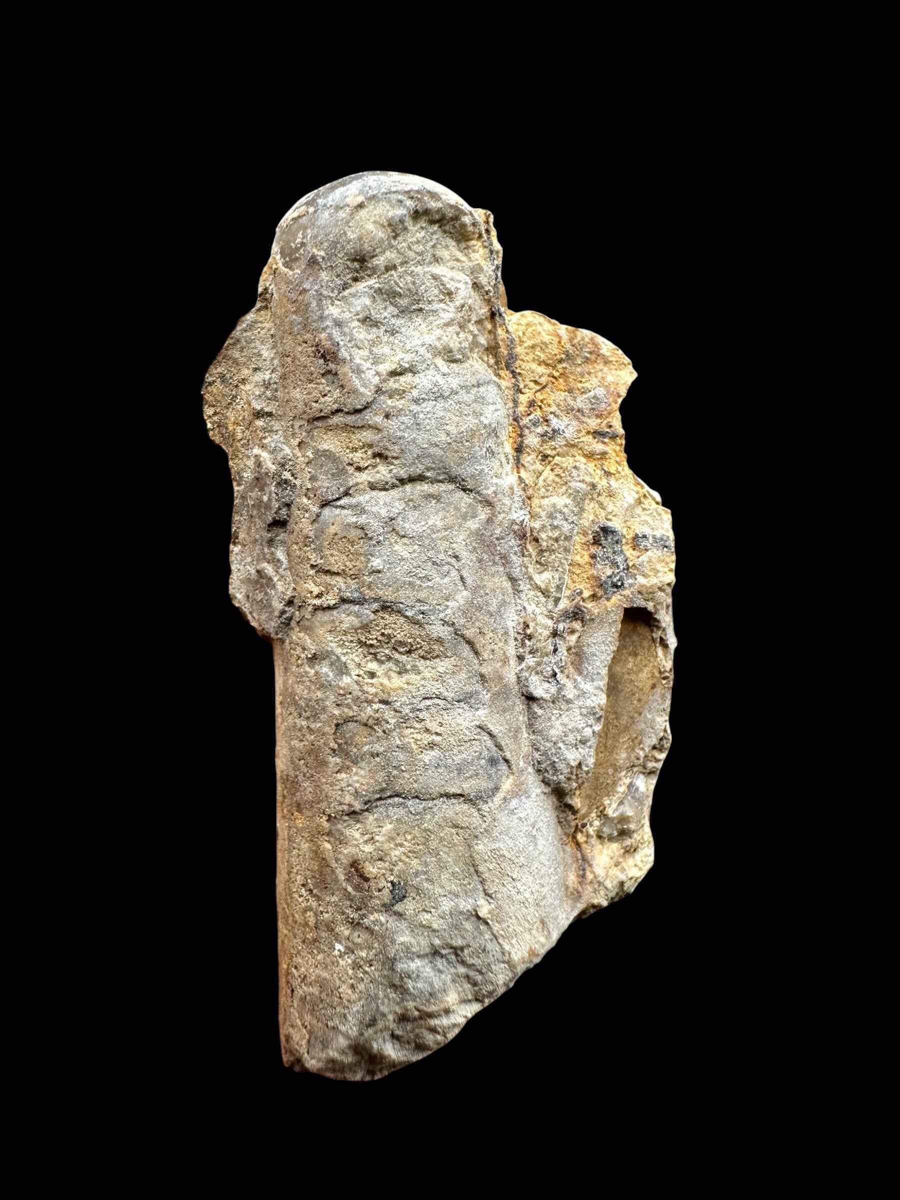 Orthoceras Cephalopod Fossil – Kosov Quarry, Czech Republic - HL06