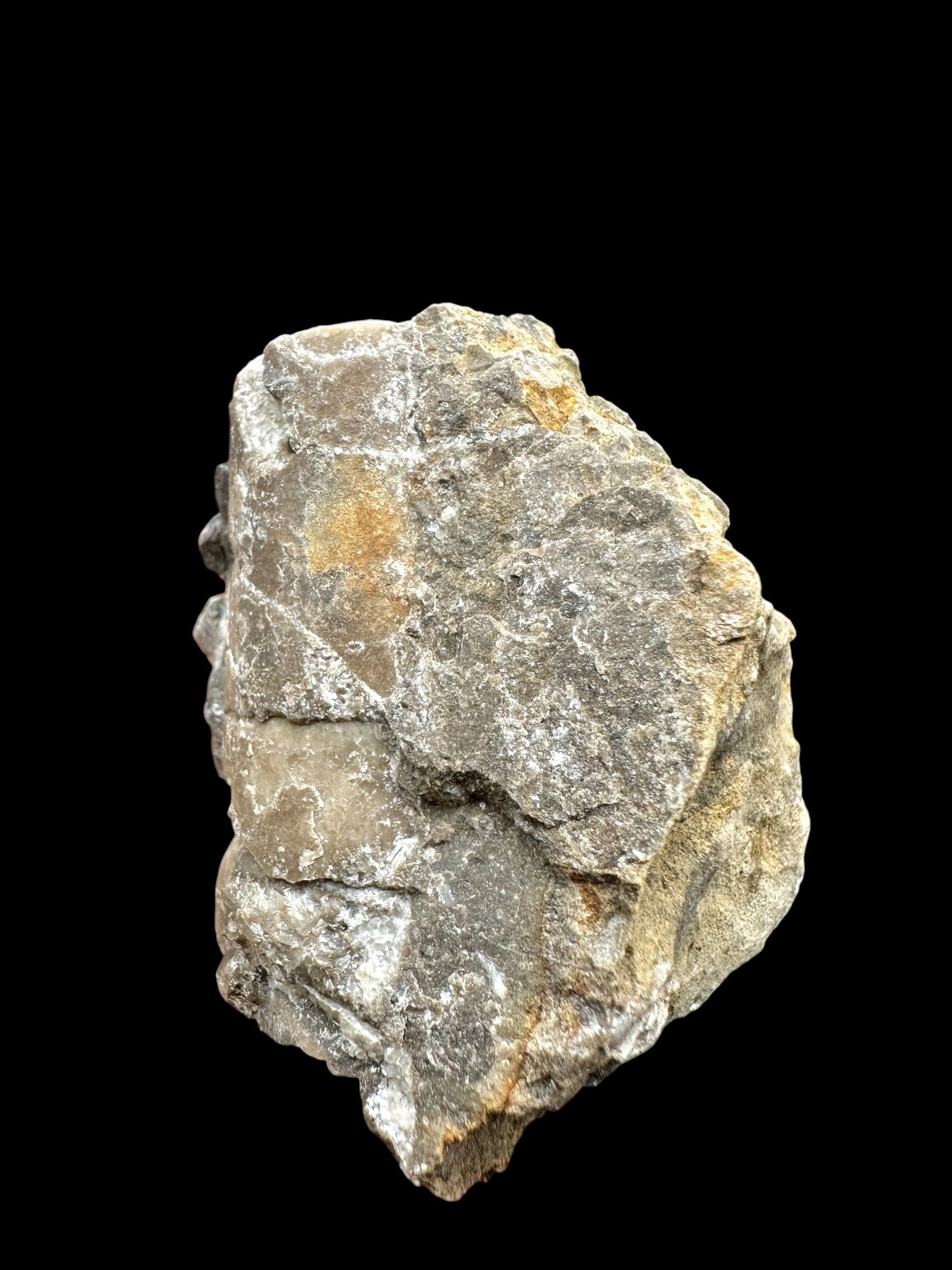 Orthoceras Cephalopod Fossil – Kosov Quarry, Czech Republic - HL07