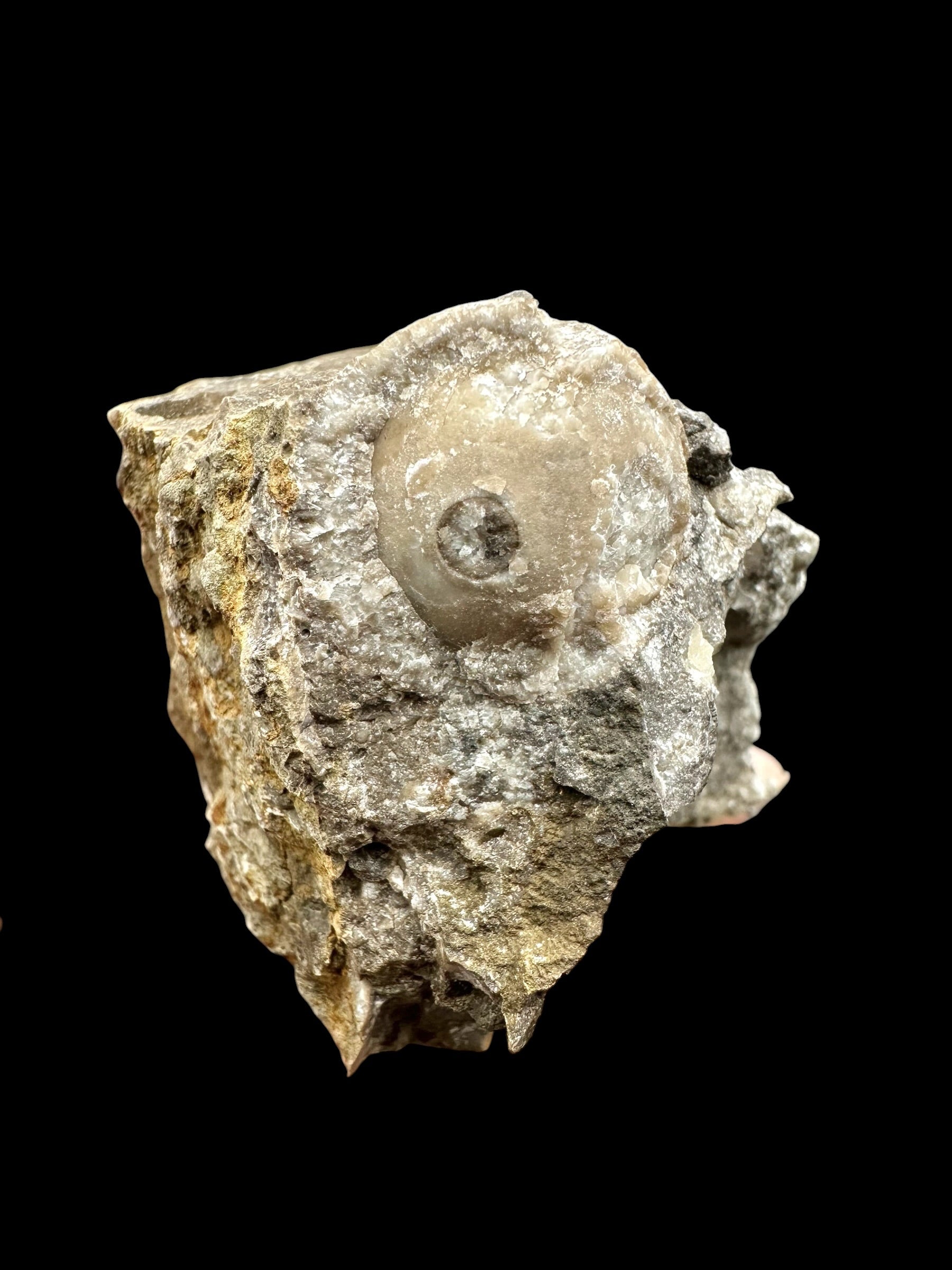 Orthoceras Cephalopod Fossil – Kosov Quarry, Czech Republic - HL07