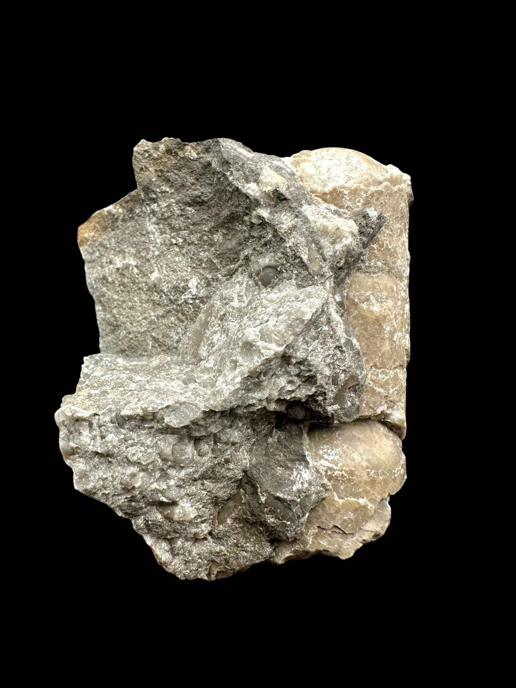 Orthoceras Cephalopod Fossil – Kosov Quarry, Czech Republic - HL07