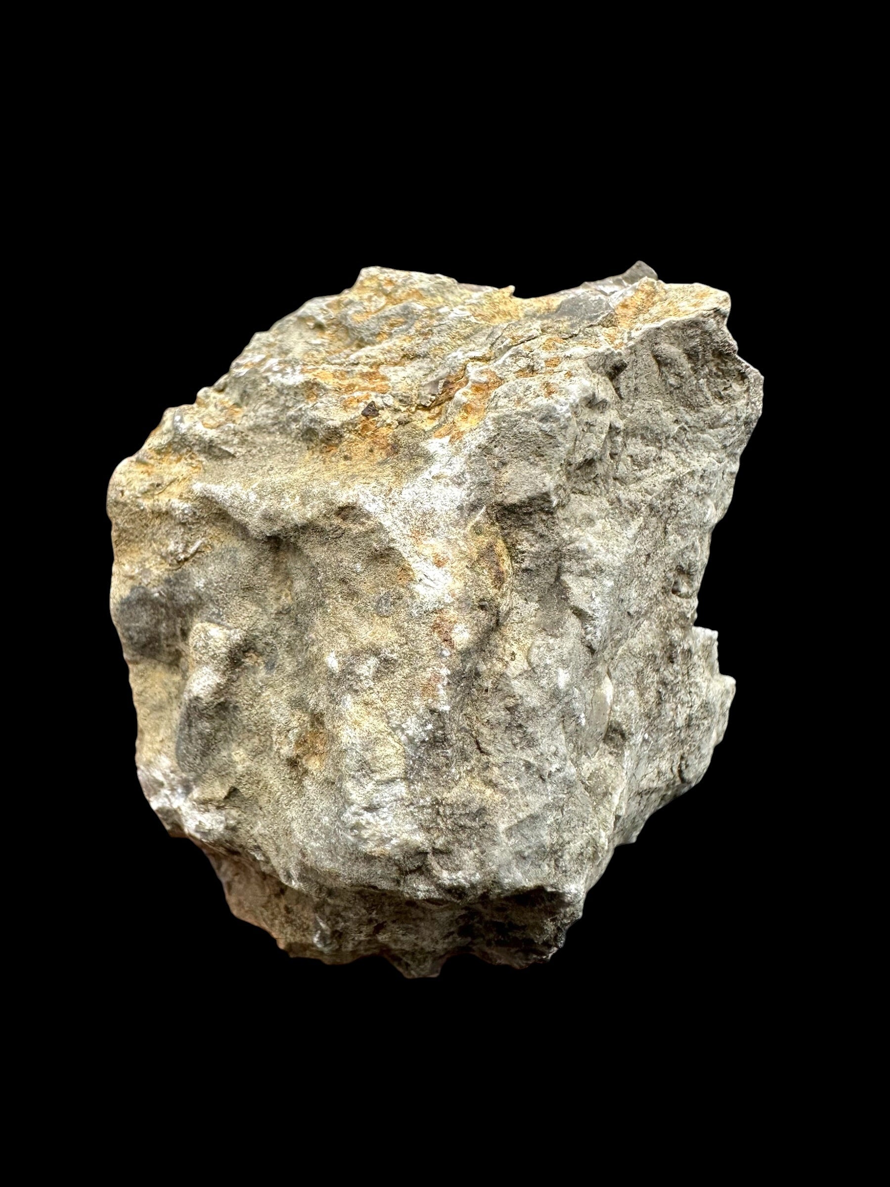 Orthoceras Cephalopod Fossil – Kosov Quarry, Czech Republic - HL07