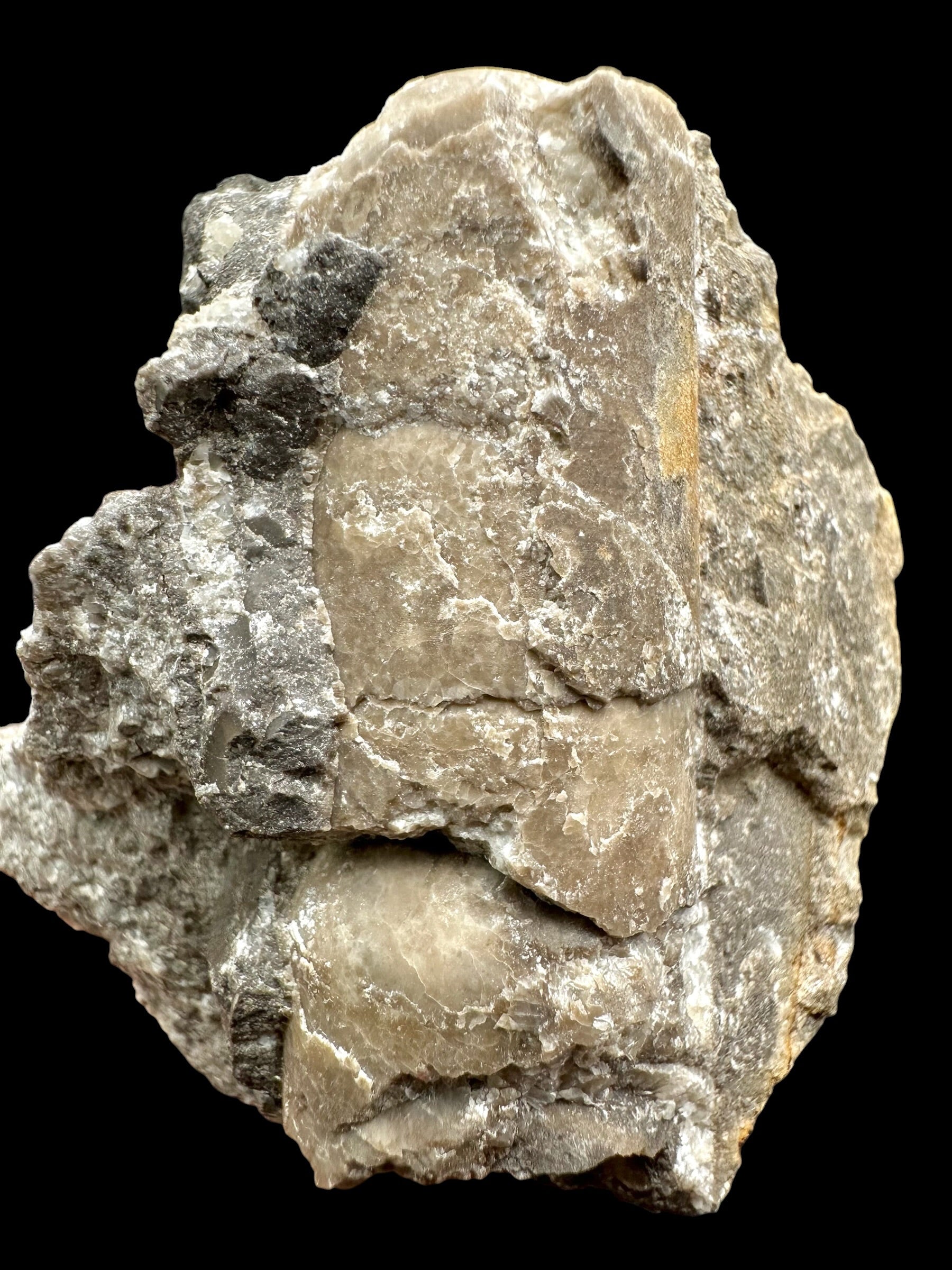 Orthoceras Cephalopod Fossil – Kosov Quarry, Czech Republic - HL07