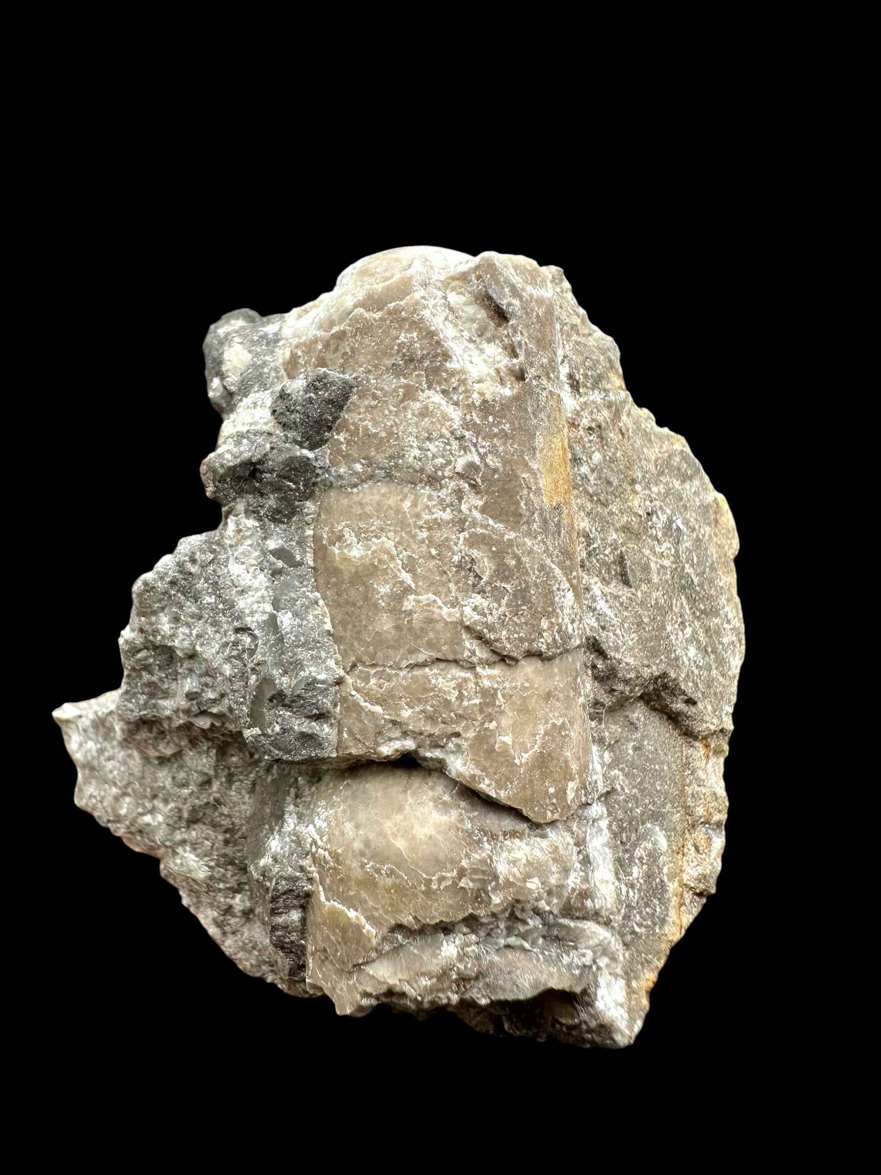 Orthoceras Cephalopod Fossil – Kosov Quarry, Czech Republic - HL07