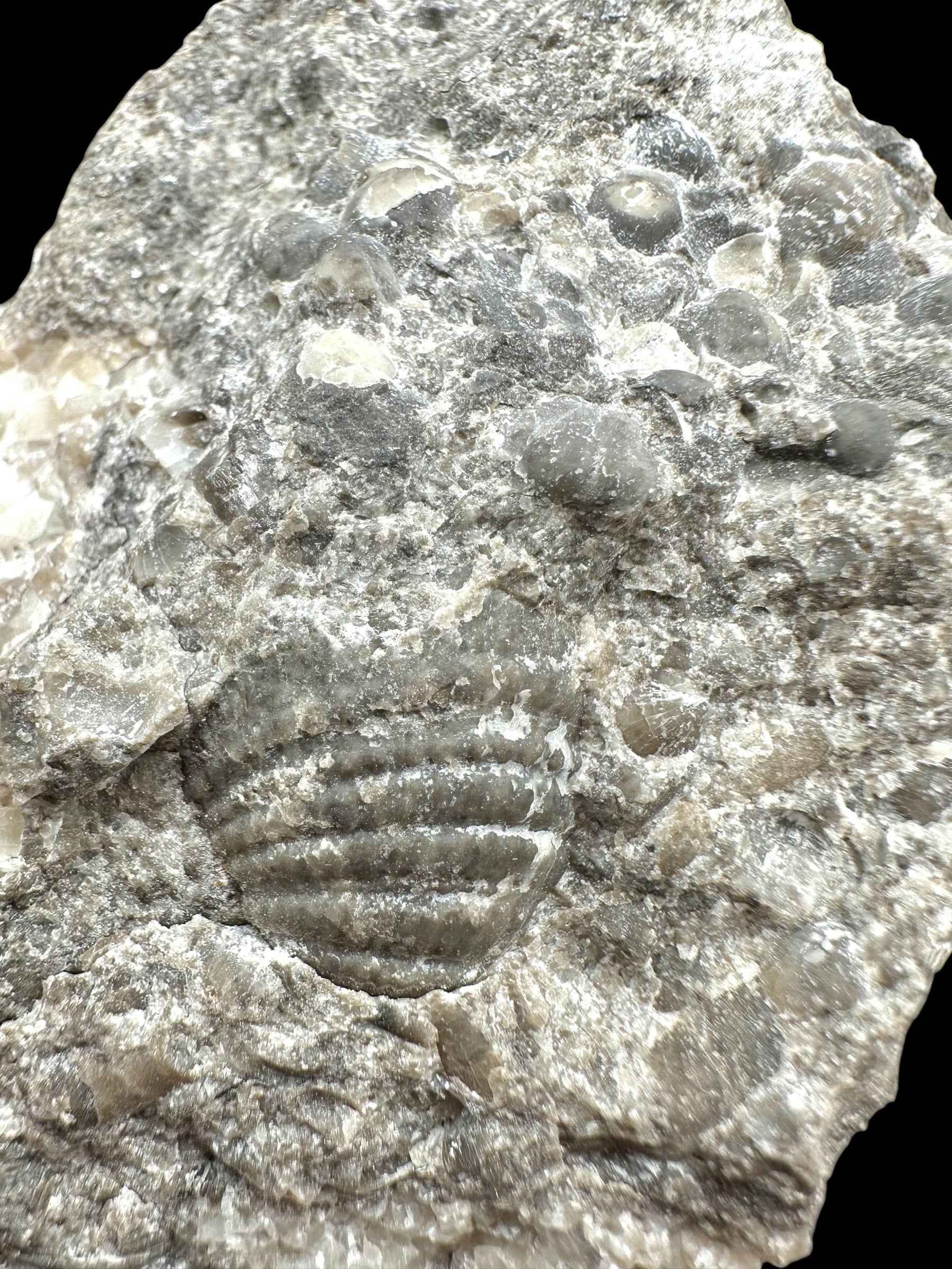 Cephalopods, including the genus Orthoceras, and the bivalve Cardiolinka bohemica – Kosov Quarry, Czech Republiclic - HL08