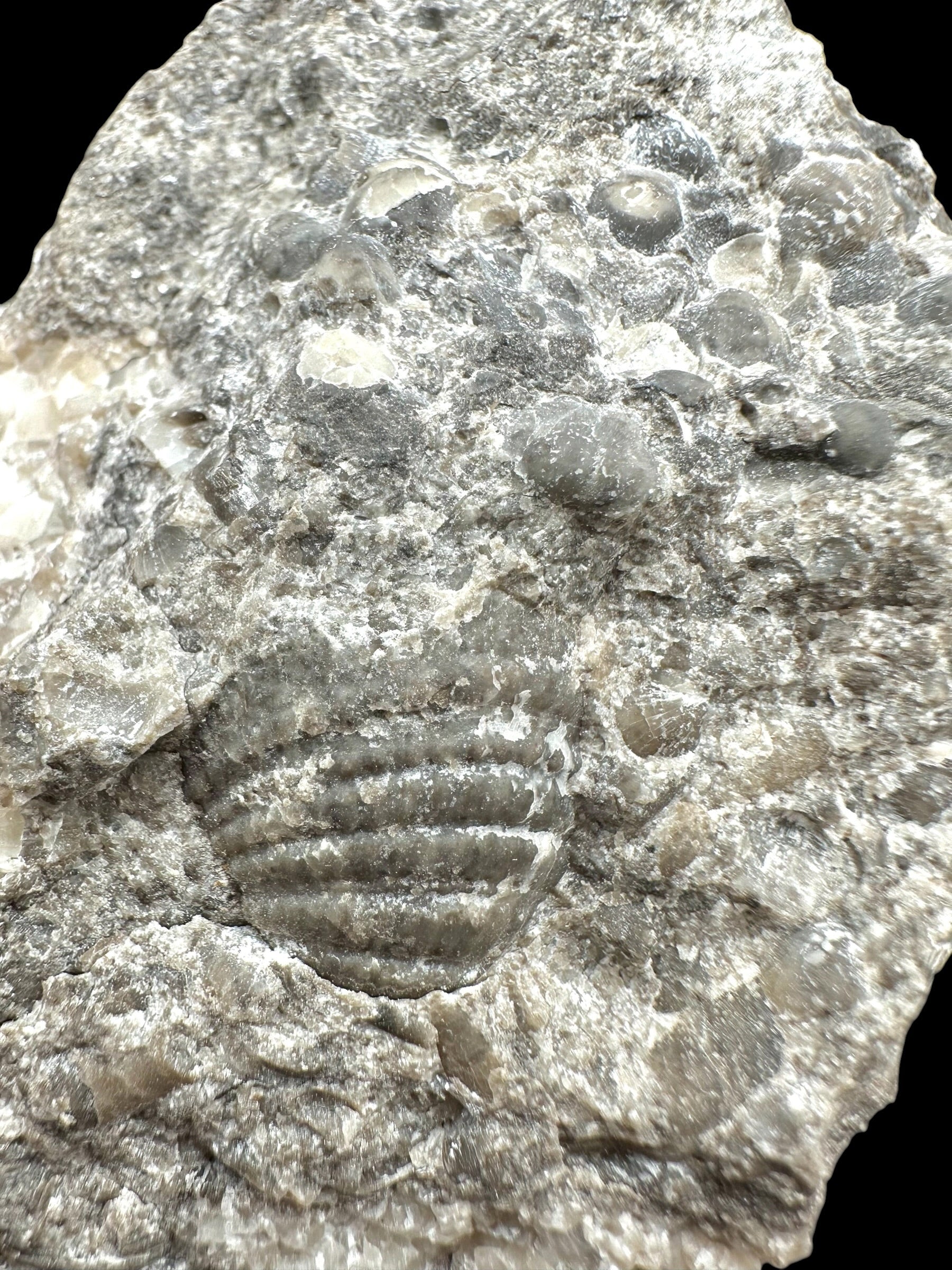 Cephalopods, including the genus Orthoceras, and the bivalve Cardiolinka bohemica – Kosov Quarry, Czech Republiclic - HL08