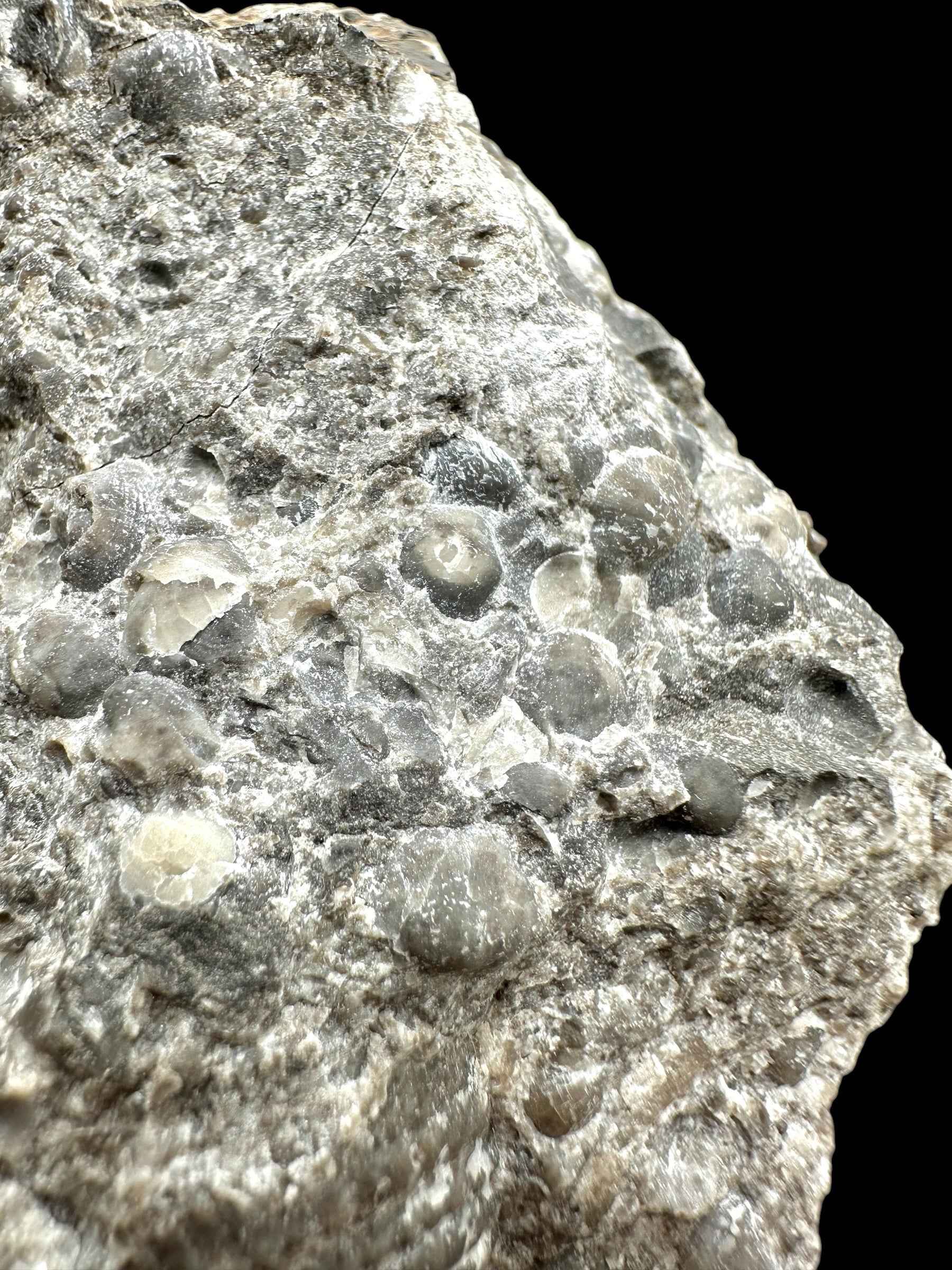 Cephalopods, including the genus Orthoceras, and the bivalve Cardiolinka bohemica – Kosov Quarry, Czech Republiclic - HL08