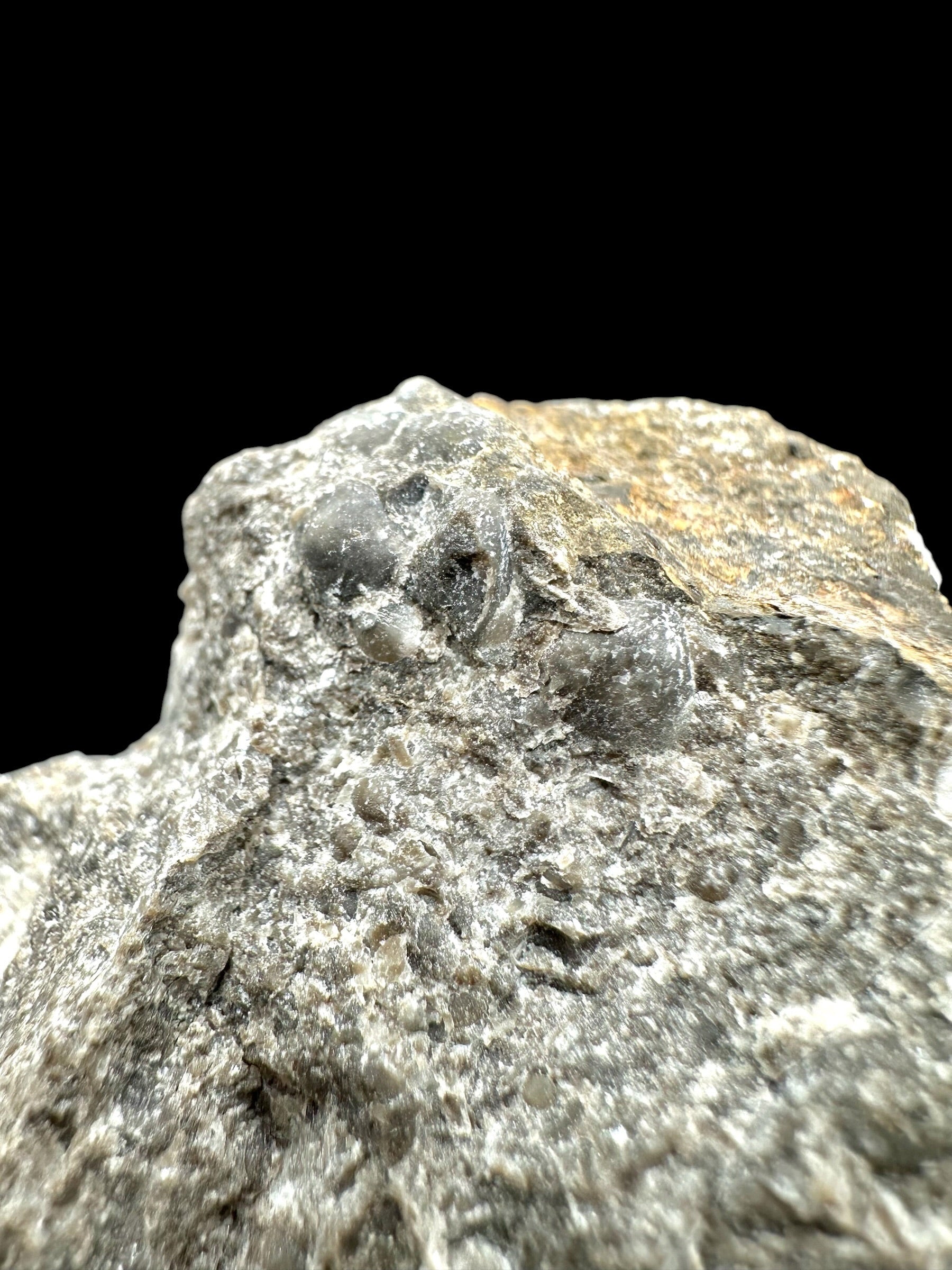Cephalopods, including the genus Orthoceras, and the bivalve Cardiolinka bohemica – Kosov Quarry, Czech Republiclic - HL08