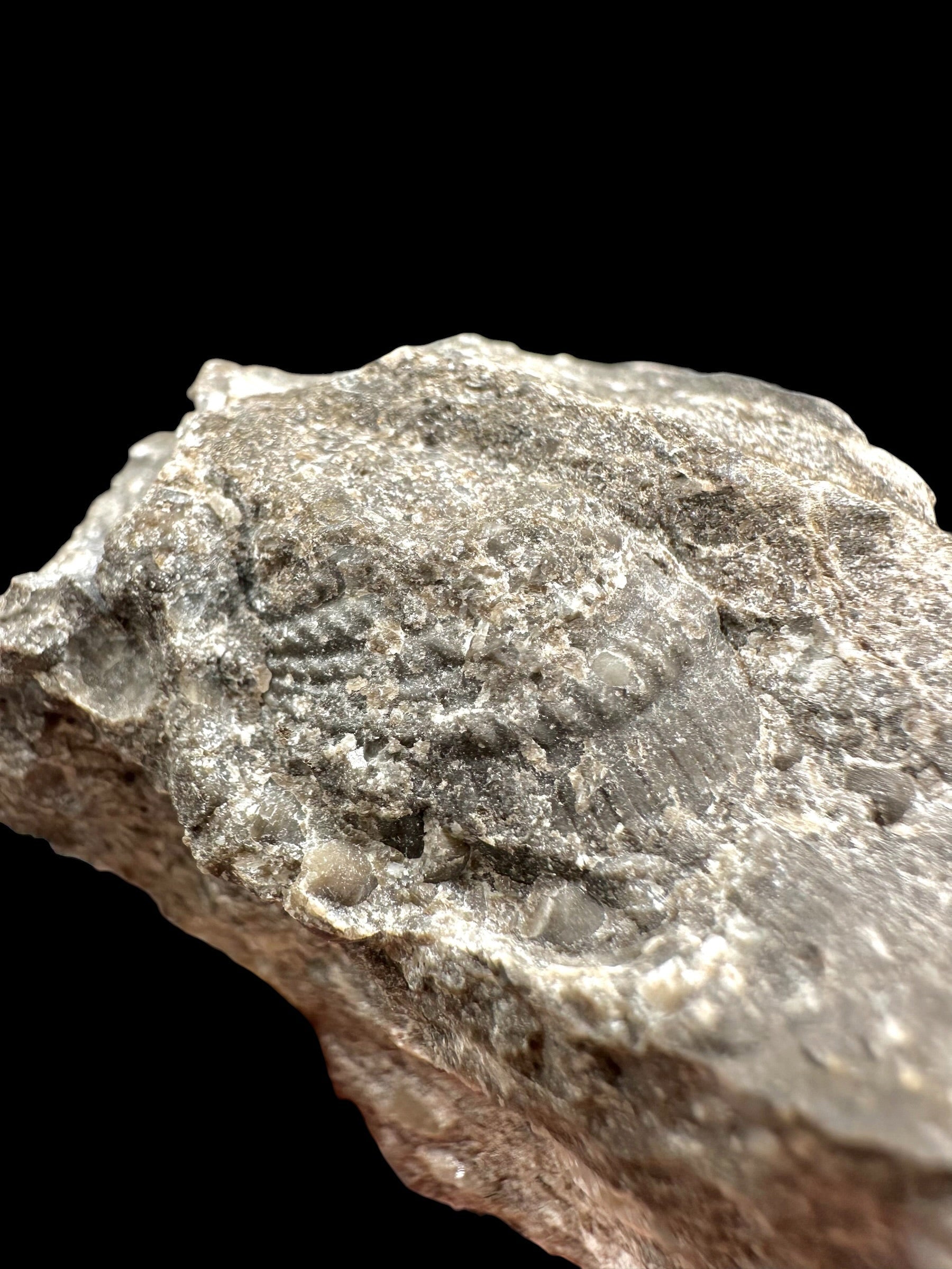 Cephalopods, including the genus Orthoceras, and the bivalve Cardiolinka bohemica – Kosov Quarry, Czech Republiclic - HL08