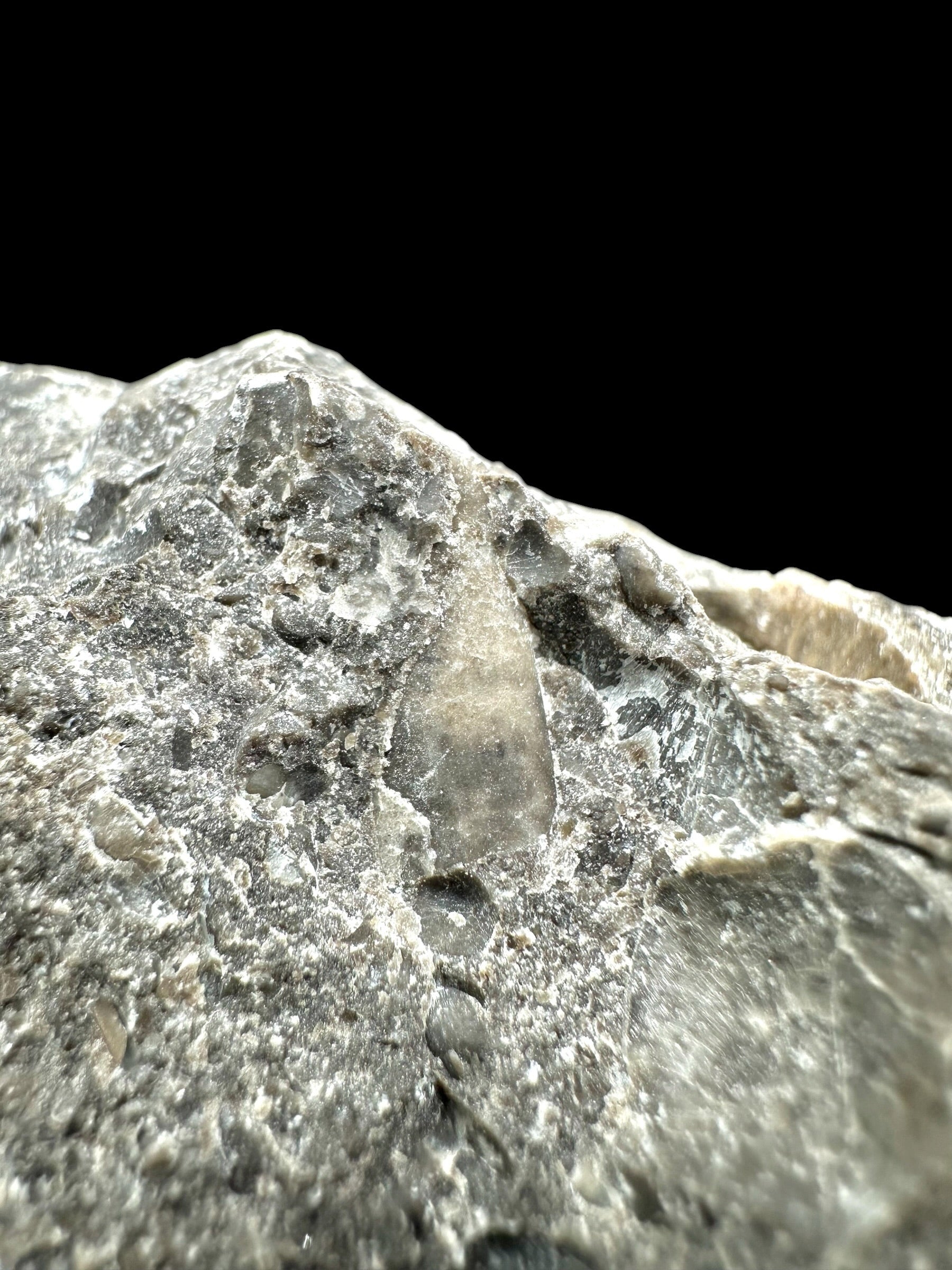 Cephalopods, including the genus Orthoceras, and the bivalve Cardiolinka bohemica – Kosov Quarry, Czech Republiclic - HL08