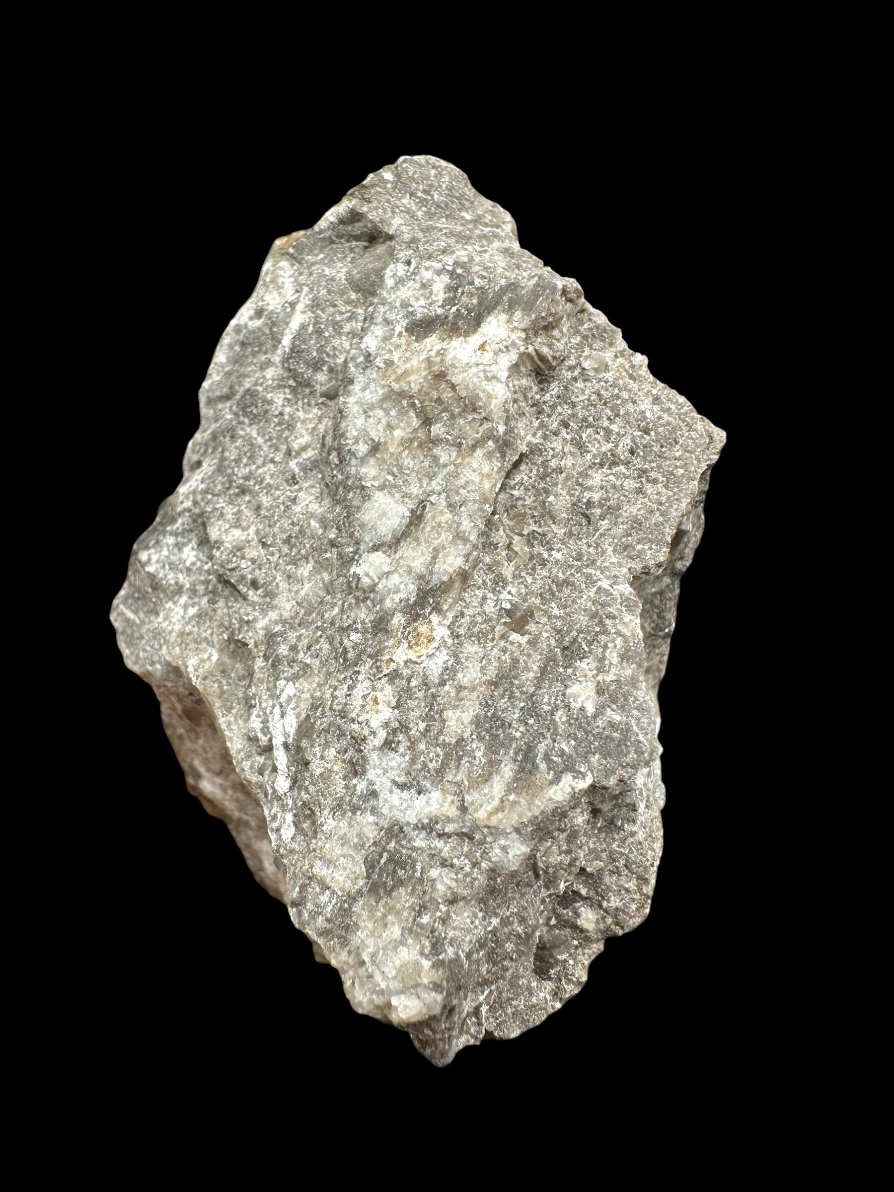Cephalopods, including the genus Orthoceras, and the bivalve Cardiolinka bohemica – Kosov Quarry, Czech Republiclic - HL08