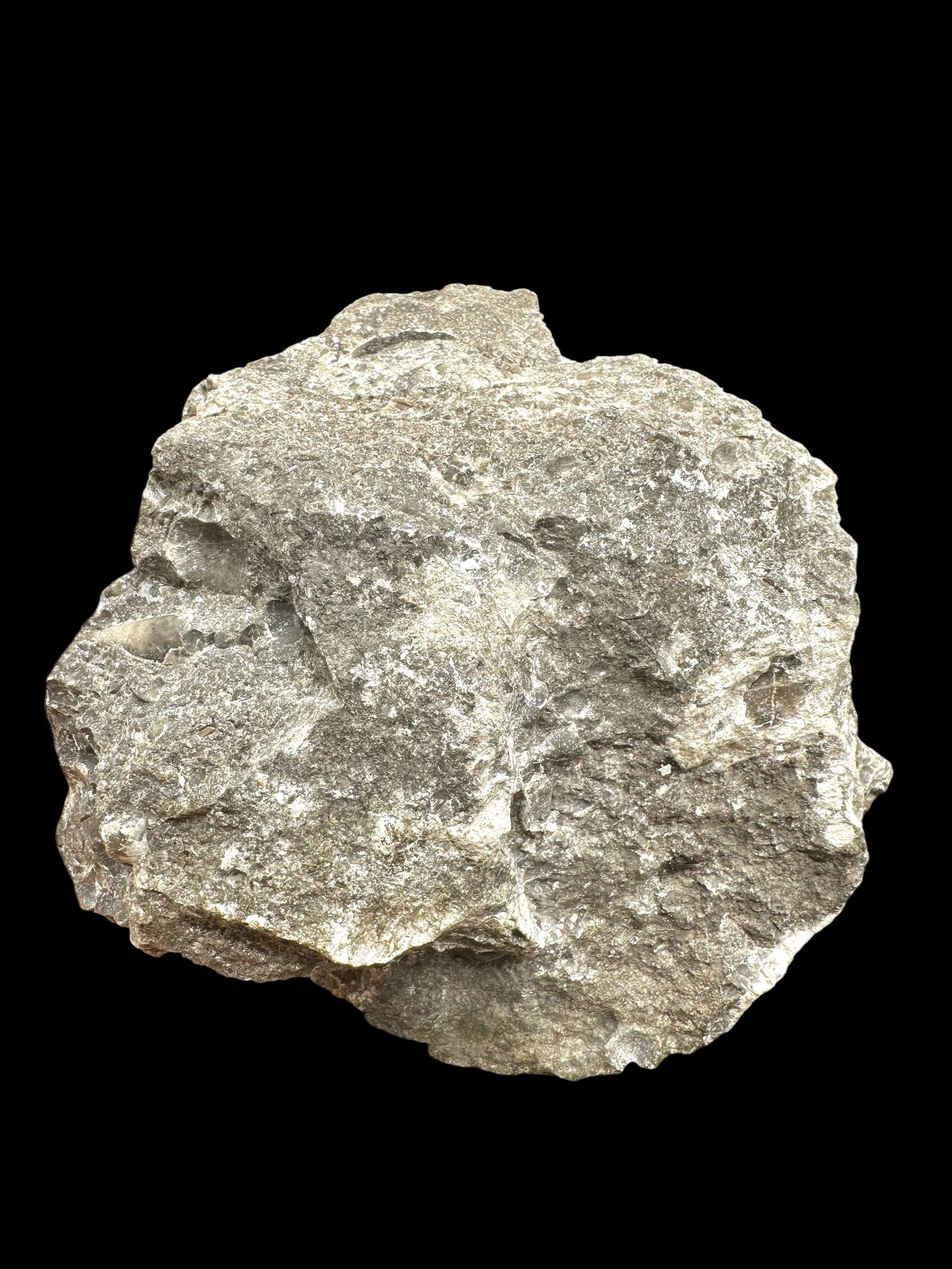 Cephalopods, including the genus Orthoceras, and the bivalve Cardiolinka bohemica – Kosov Quarry, Czech Republiclic - HL08