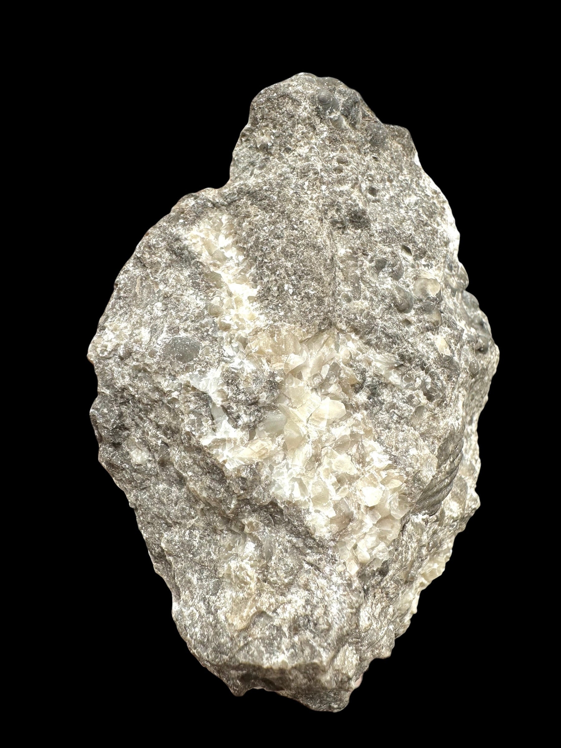 Cephalopods, including the genus Orthoceras, and the bivalve Cardiolinka bohemica – Kosov Quarry, Czech Republiclic - HL08
