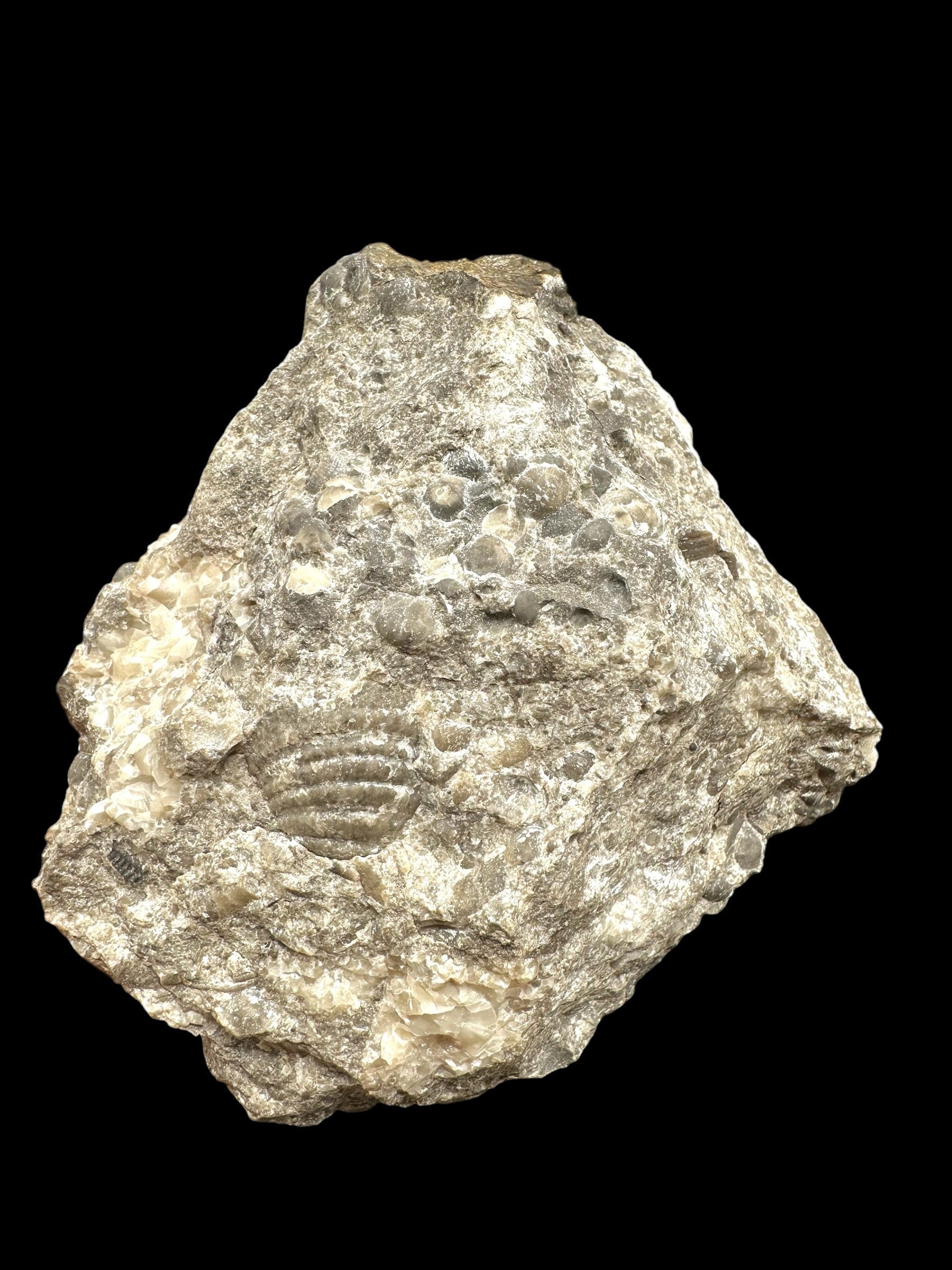 Cephalopods, including the genus Orthoceras, and the bivalve Cardiolinka bohemica – Kosov Quarry, Czech Republiclic