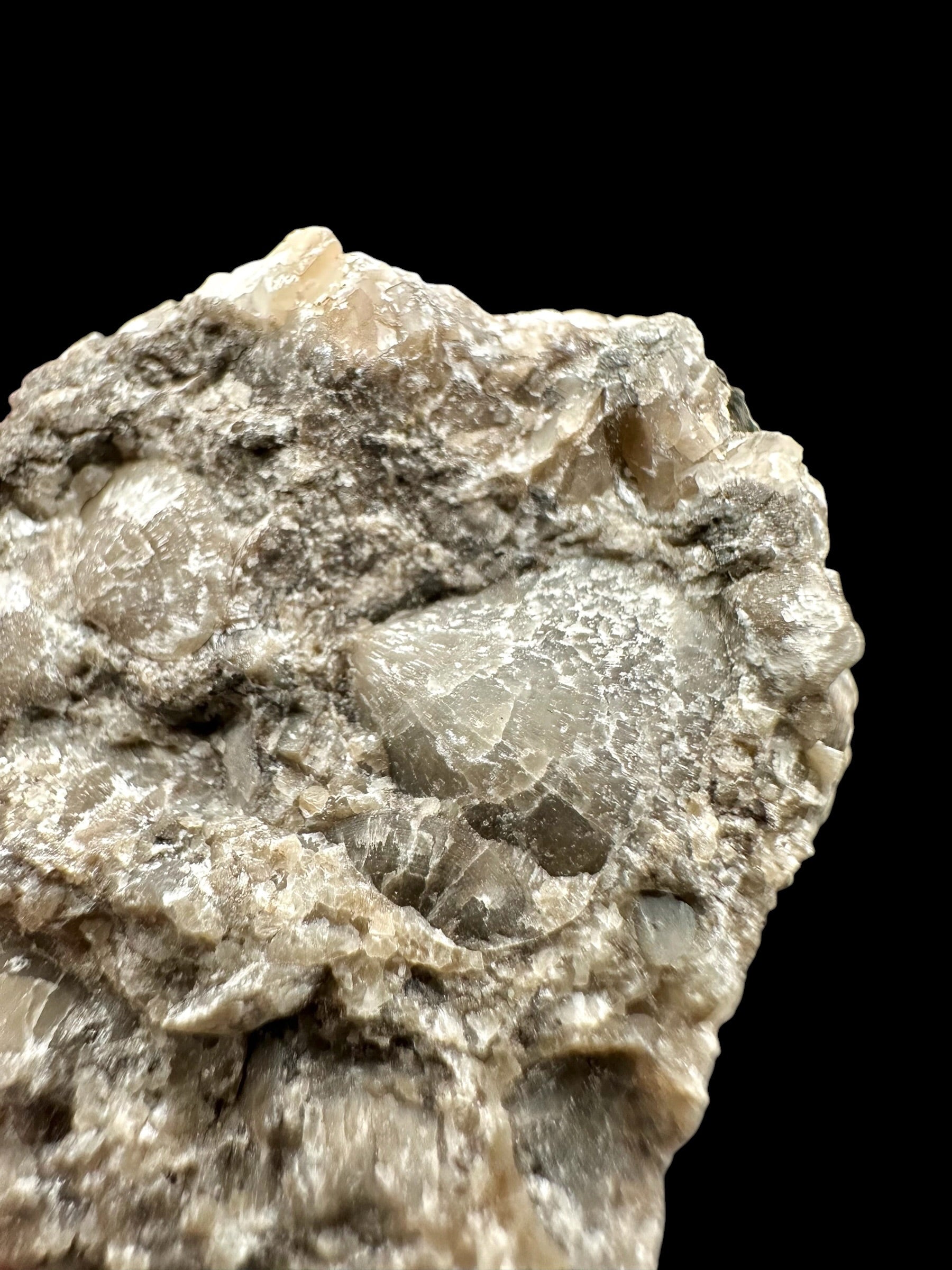 Cephalopods – Kosov Quarry, Czech Republic - HL09