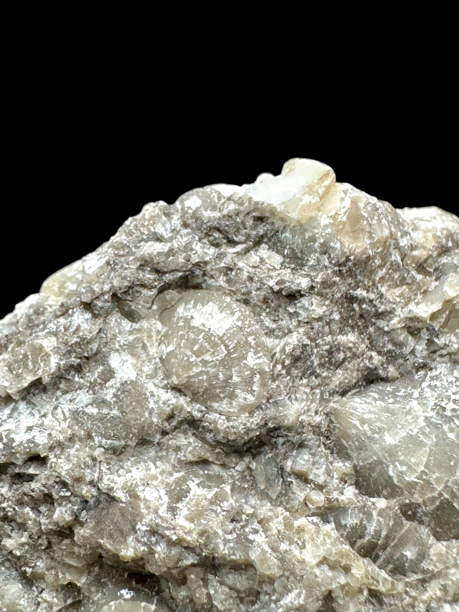 Cephalopods – Kosov Quarry, Czech Republic - HL09