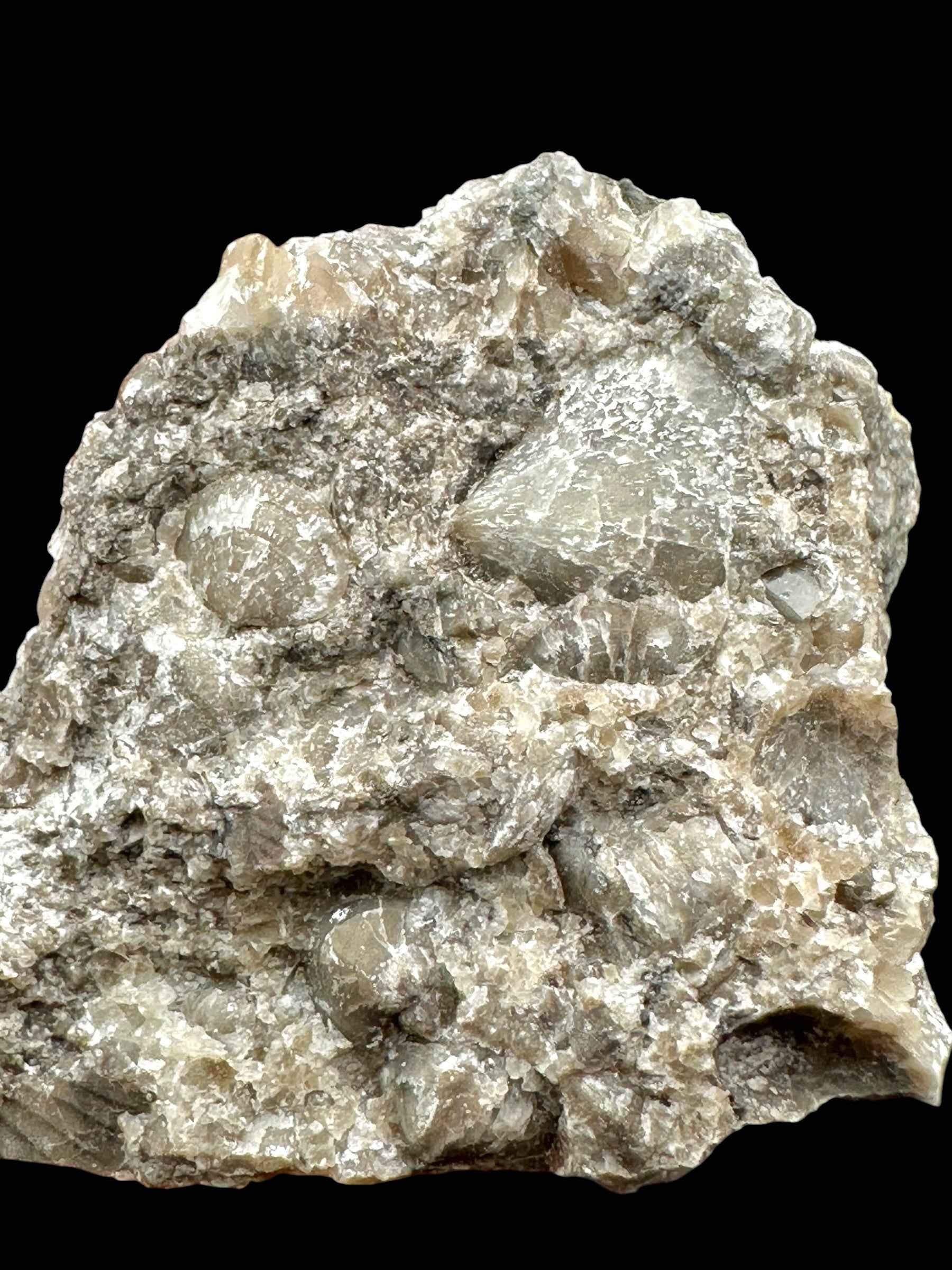 Cephalopods – Kosov Quarry, Czech Republic - HL09
