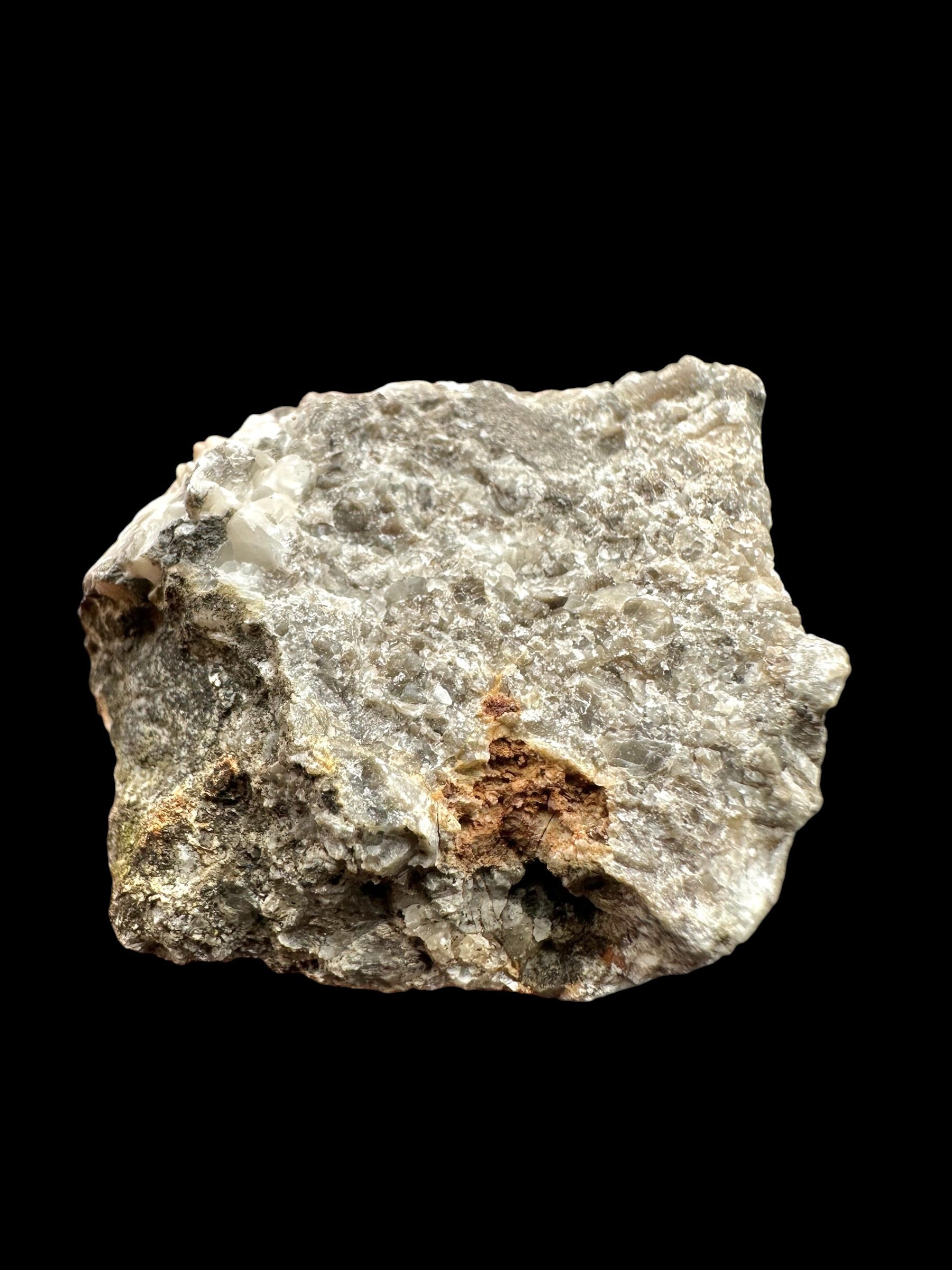 Cephalopods – Kosov Quarry, Czech Republic - HL09