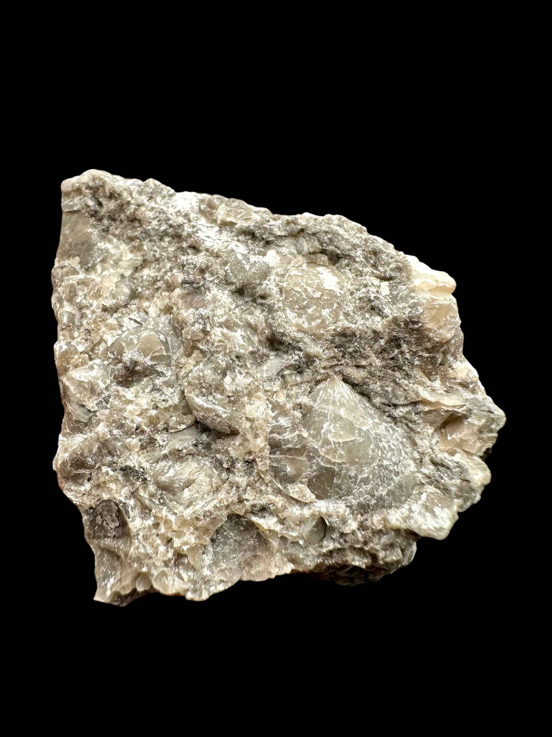 Cephalopods – Kosov Quarry, Czech Republic - HL09