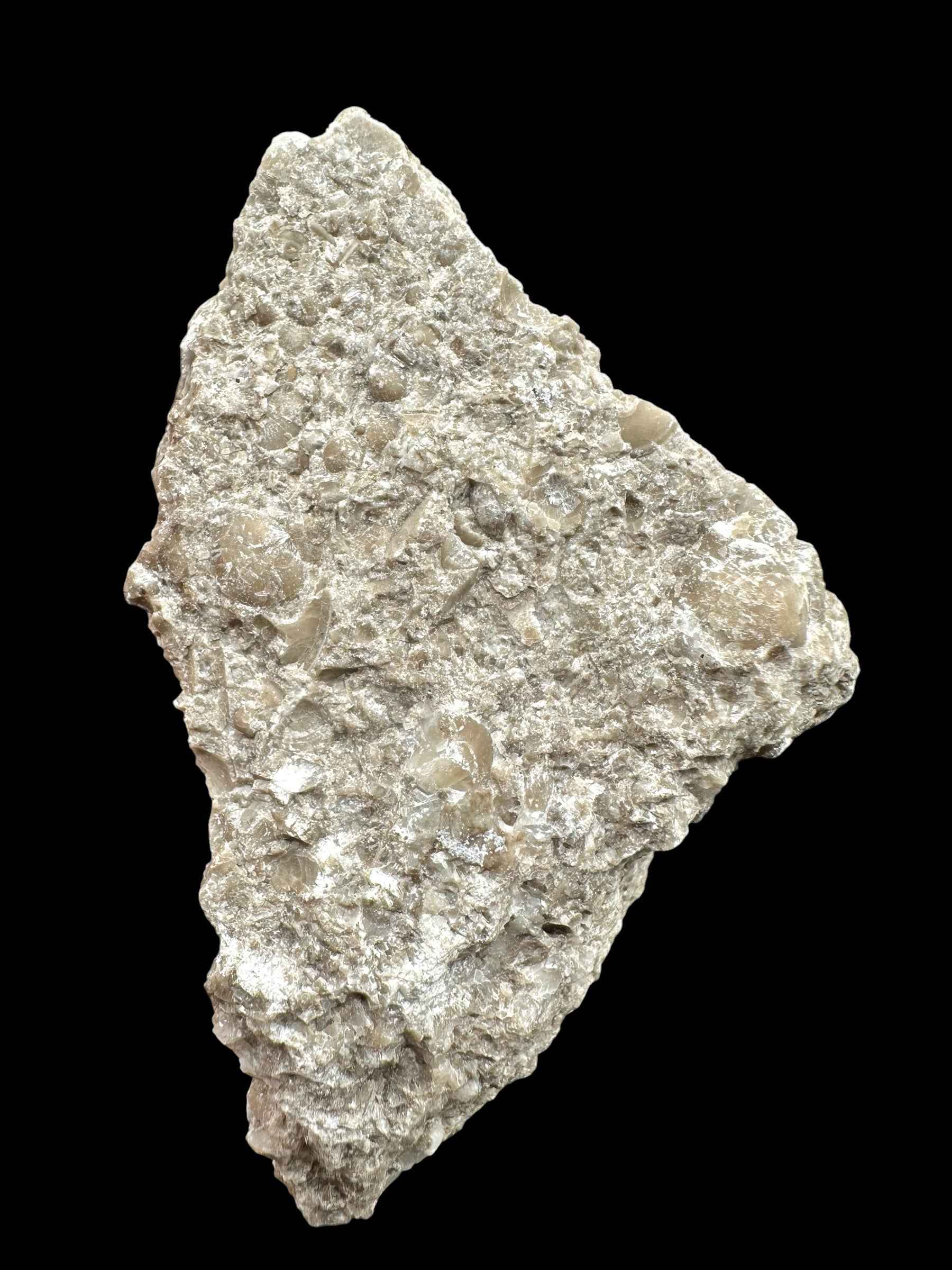 Brachiopoda Atrypoidea linguata – Kosov Quarry, Czech Republic - RM007