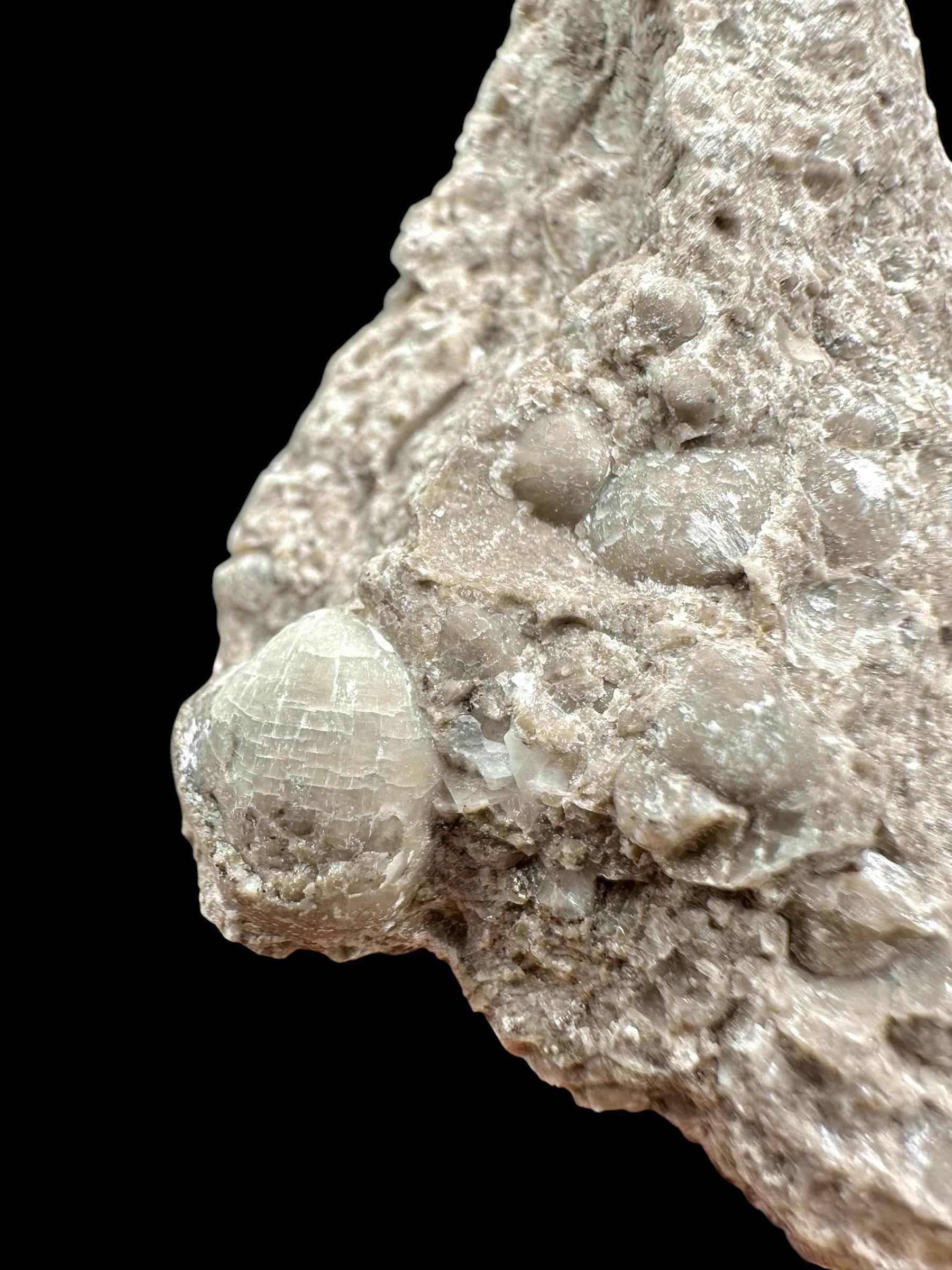 Brachiopoda Atrypoidea linguata – Kosov Quarry, Czech Republic - RM007
