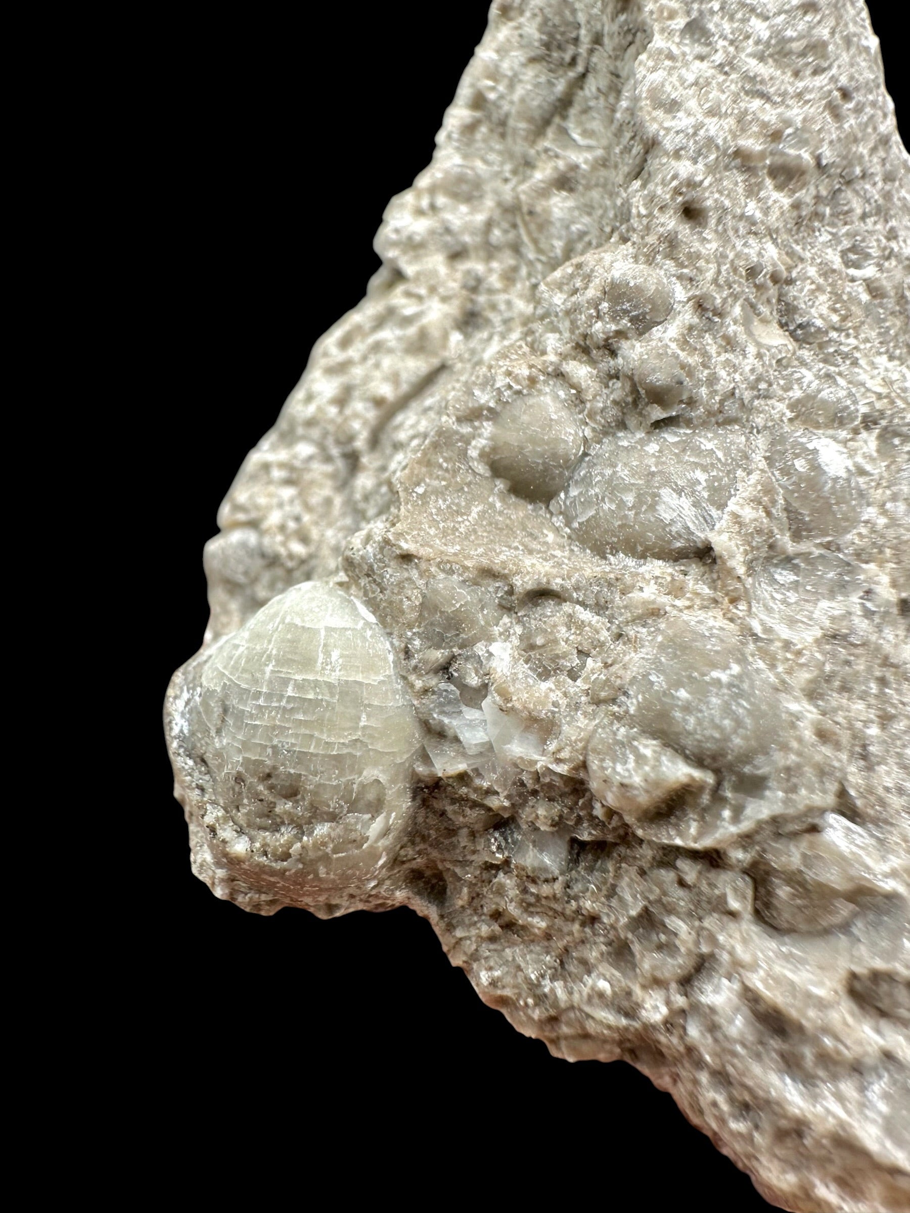 Brachiopoda Atrypoidea linguata – Kosov Quarry, Czech Republic - RM007