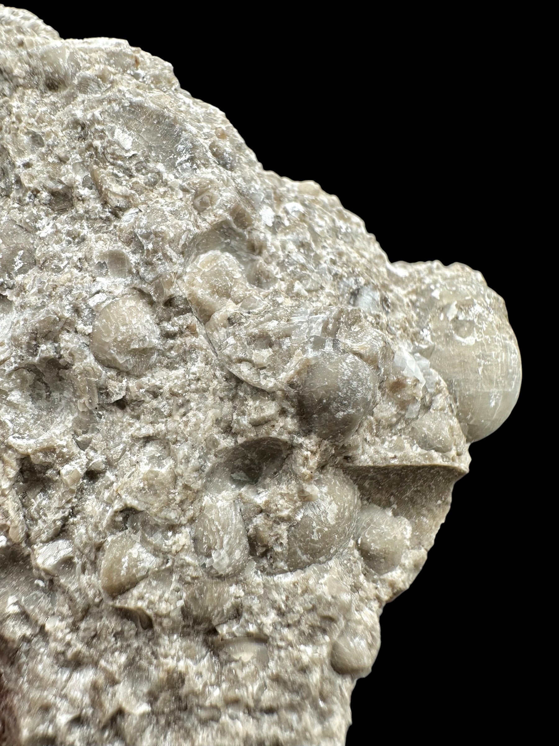 Brachiopoda Atrypoidea linguata – Kosov Quarry, Czech Republic - RM007
