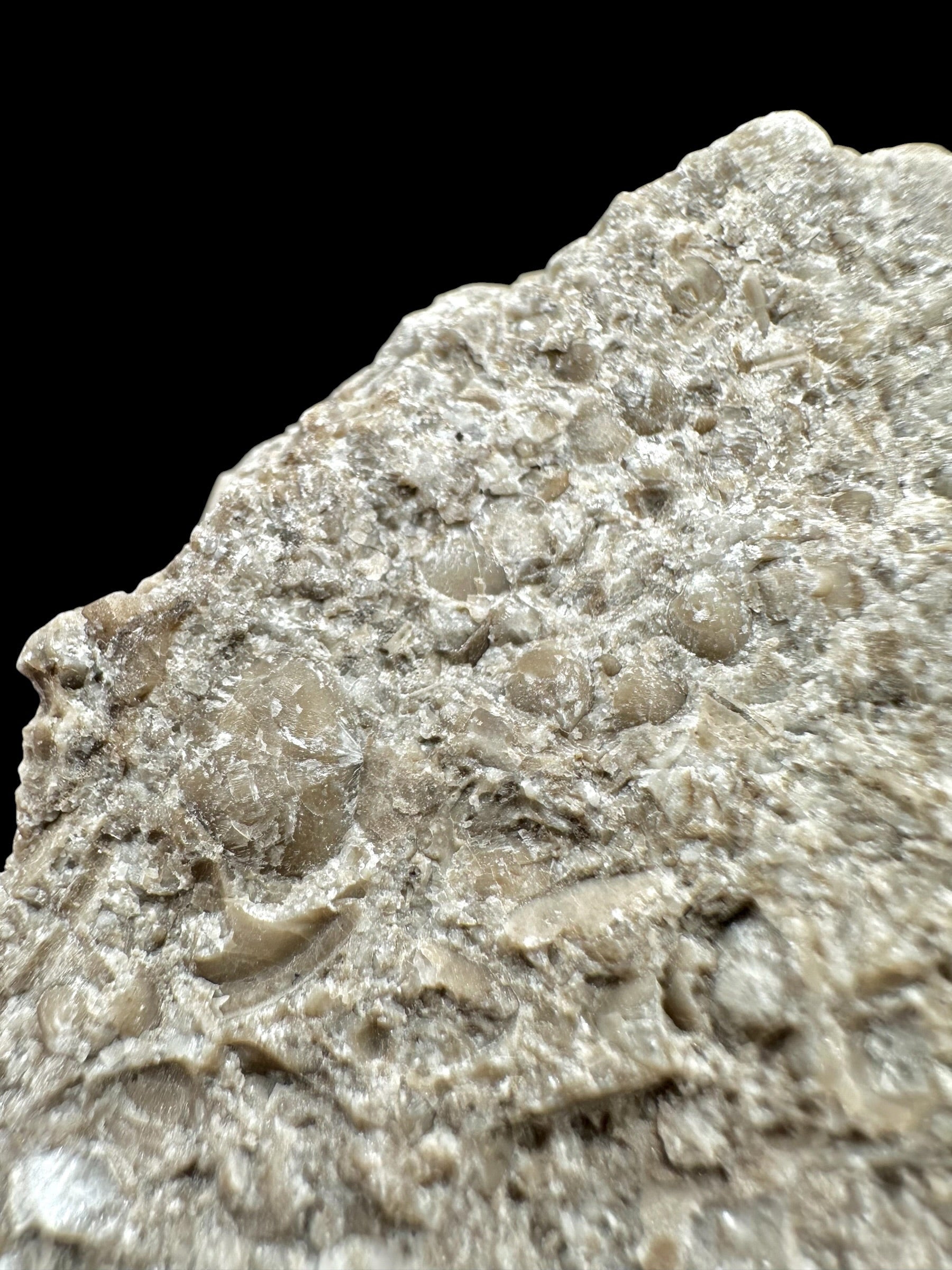 Brachiopoda Atrypoidea linguata – Kosov Quarry, Czech Republic - RM007