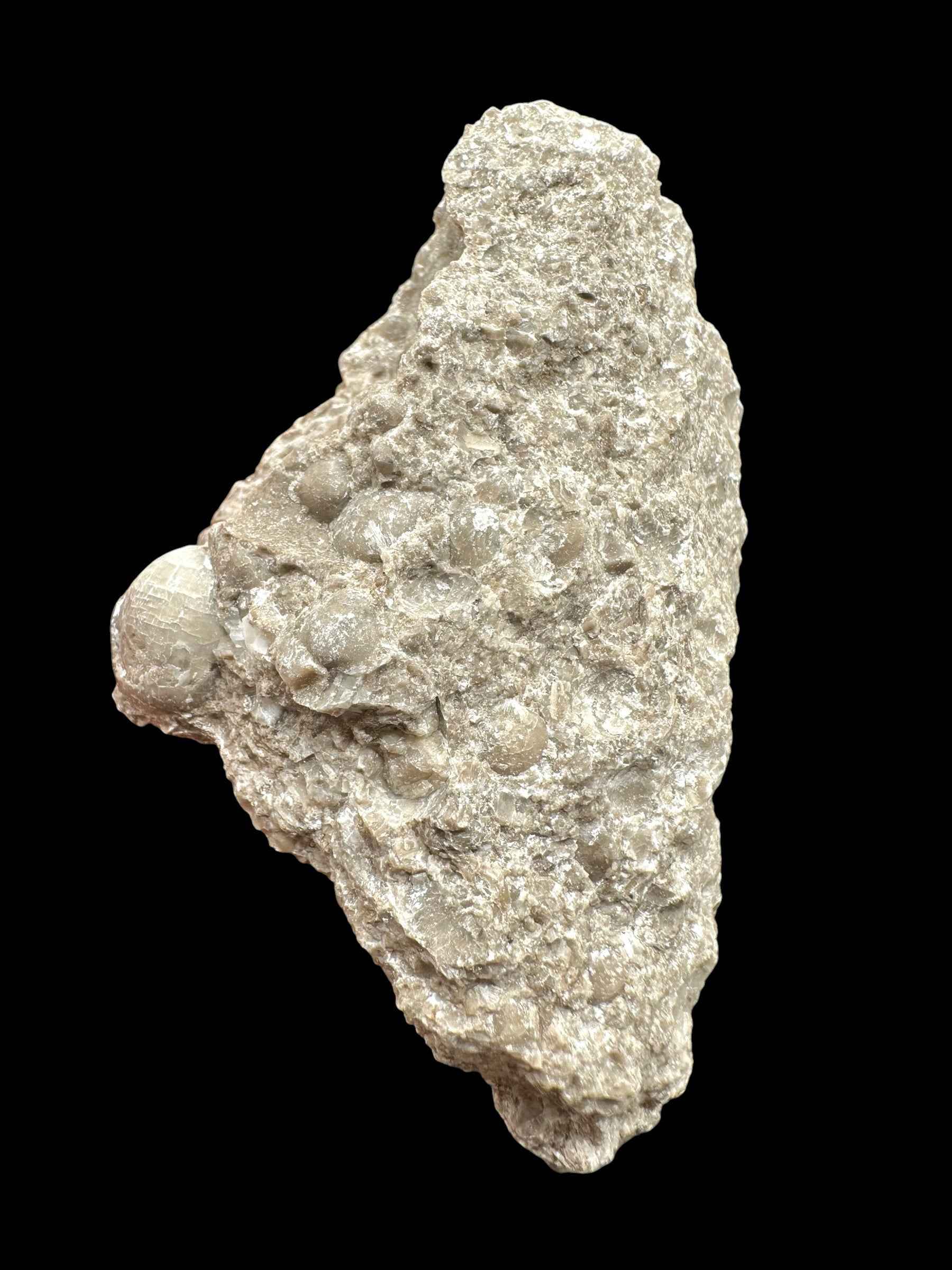 Brachiopoda Atrypoidea linguata – Kosov Quarry, Czech Republic - RM007